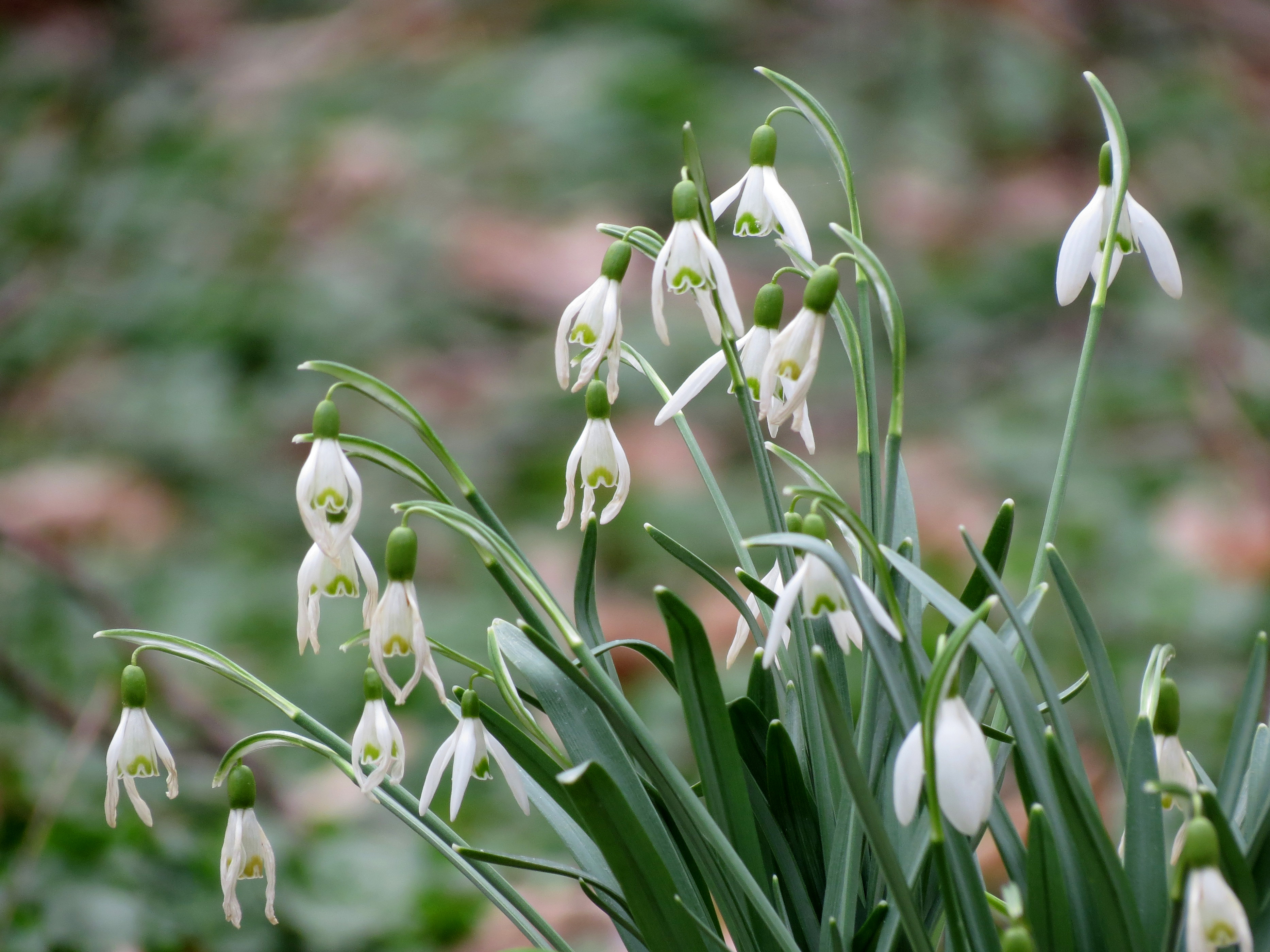 Common Snowdrop - Flickr - treegrow (1)