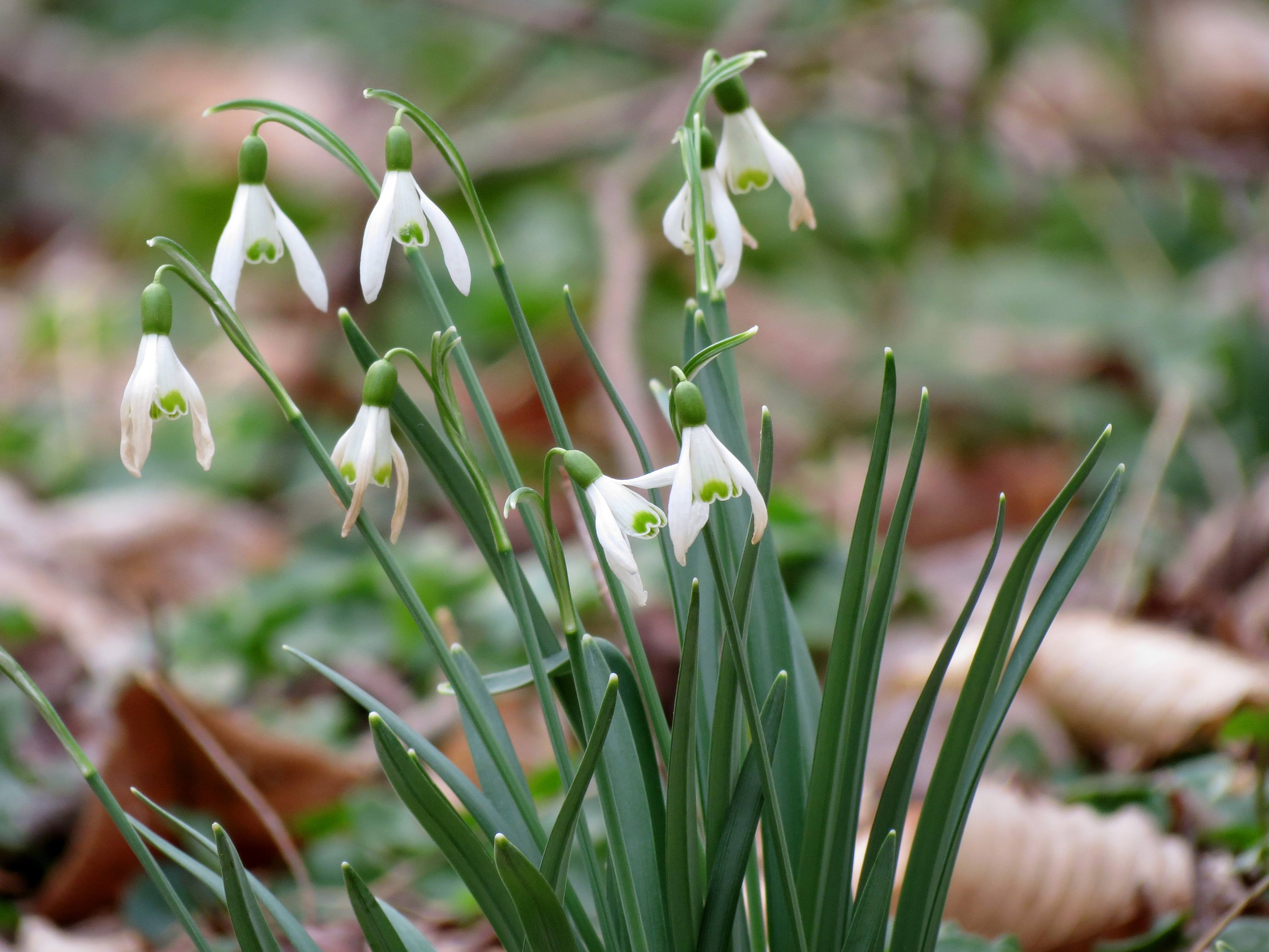 Common Snowdrop - Flickr - treegrow (2)