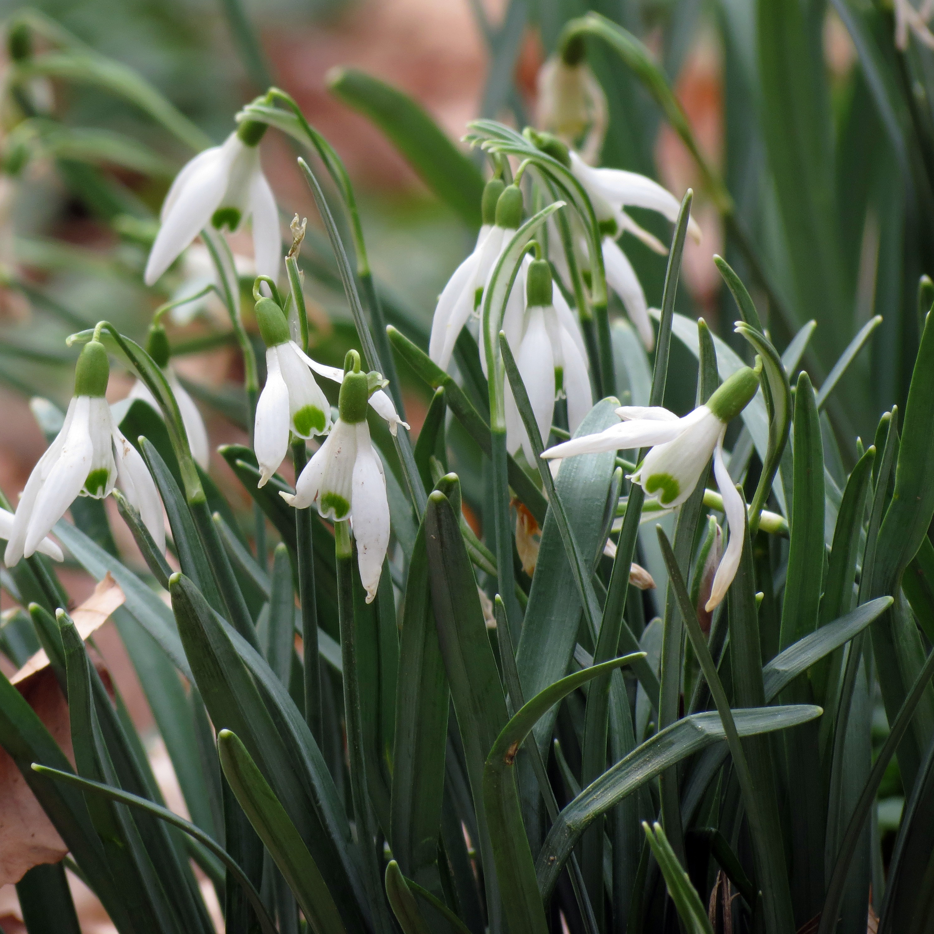 Common Snowdrop - Flickr - treegrow (4)