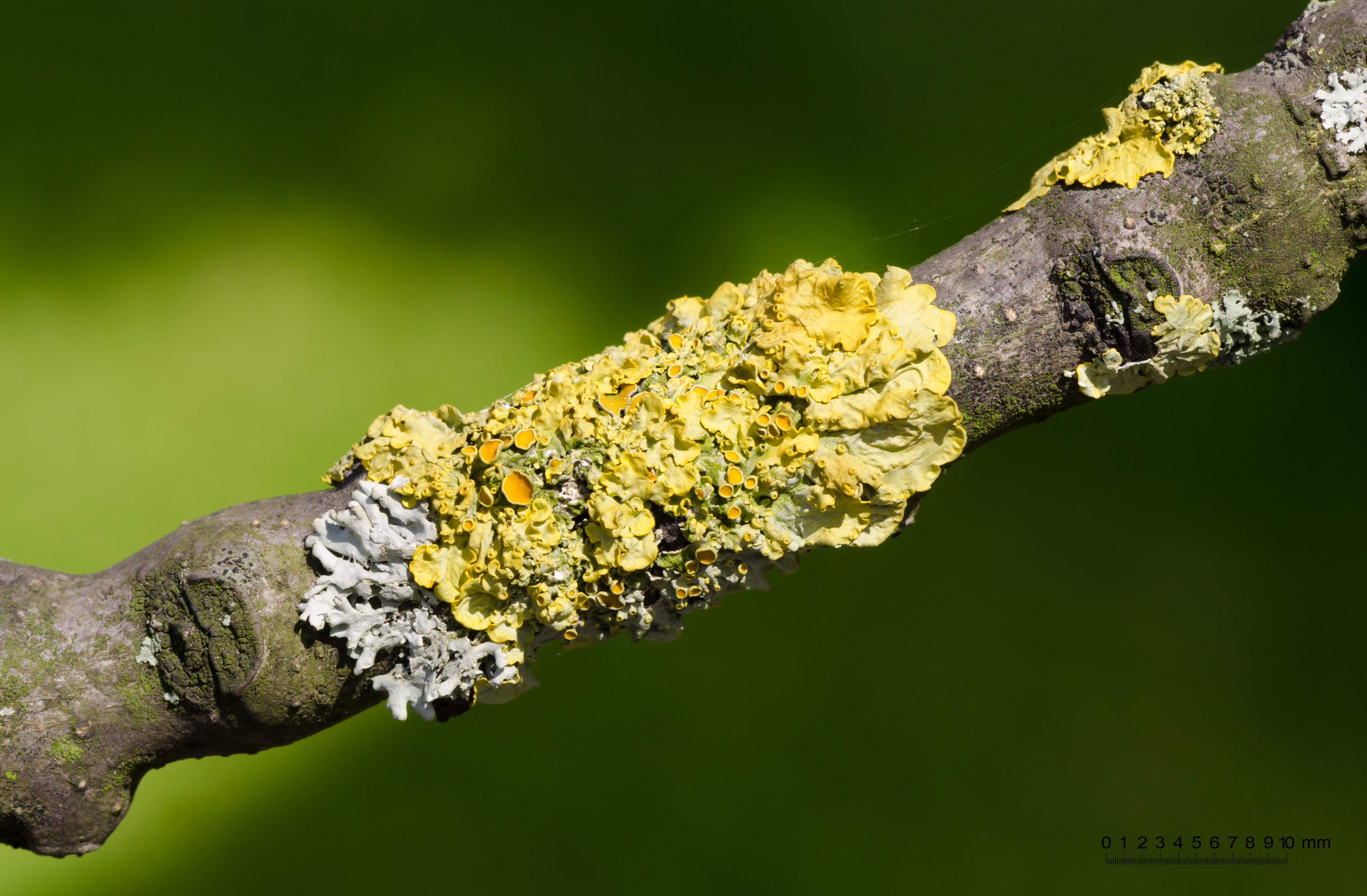 Common yellow lichen - Xanthoria parietina - on a branch of an ash tree - Fraxinus excelsior - 01