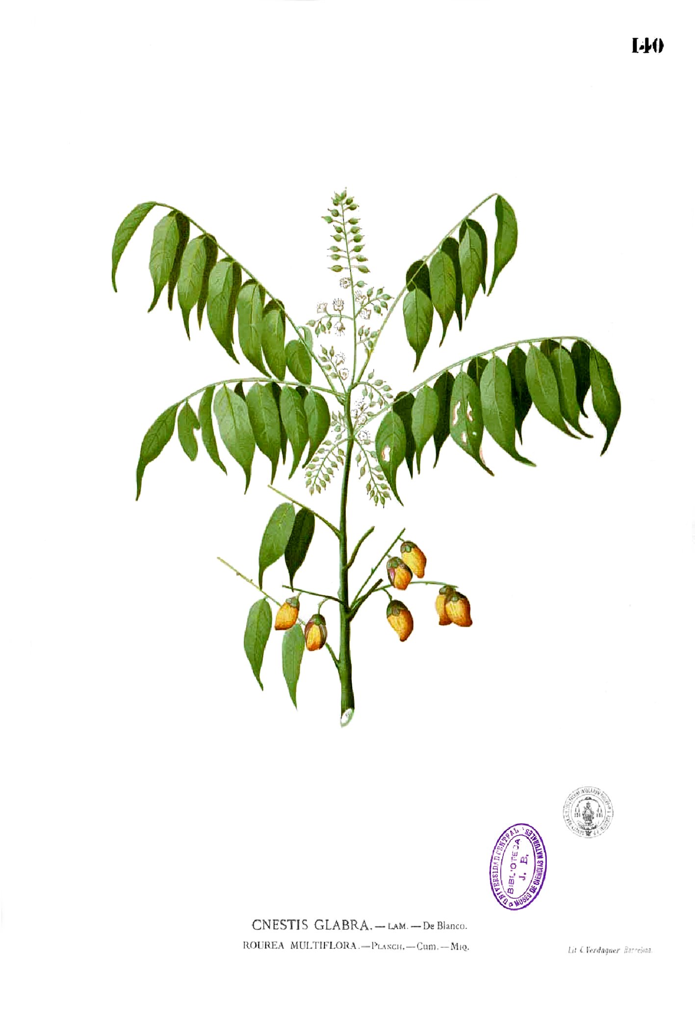 Connarus paniculatus Blanco1.140