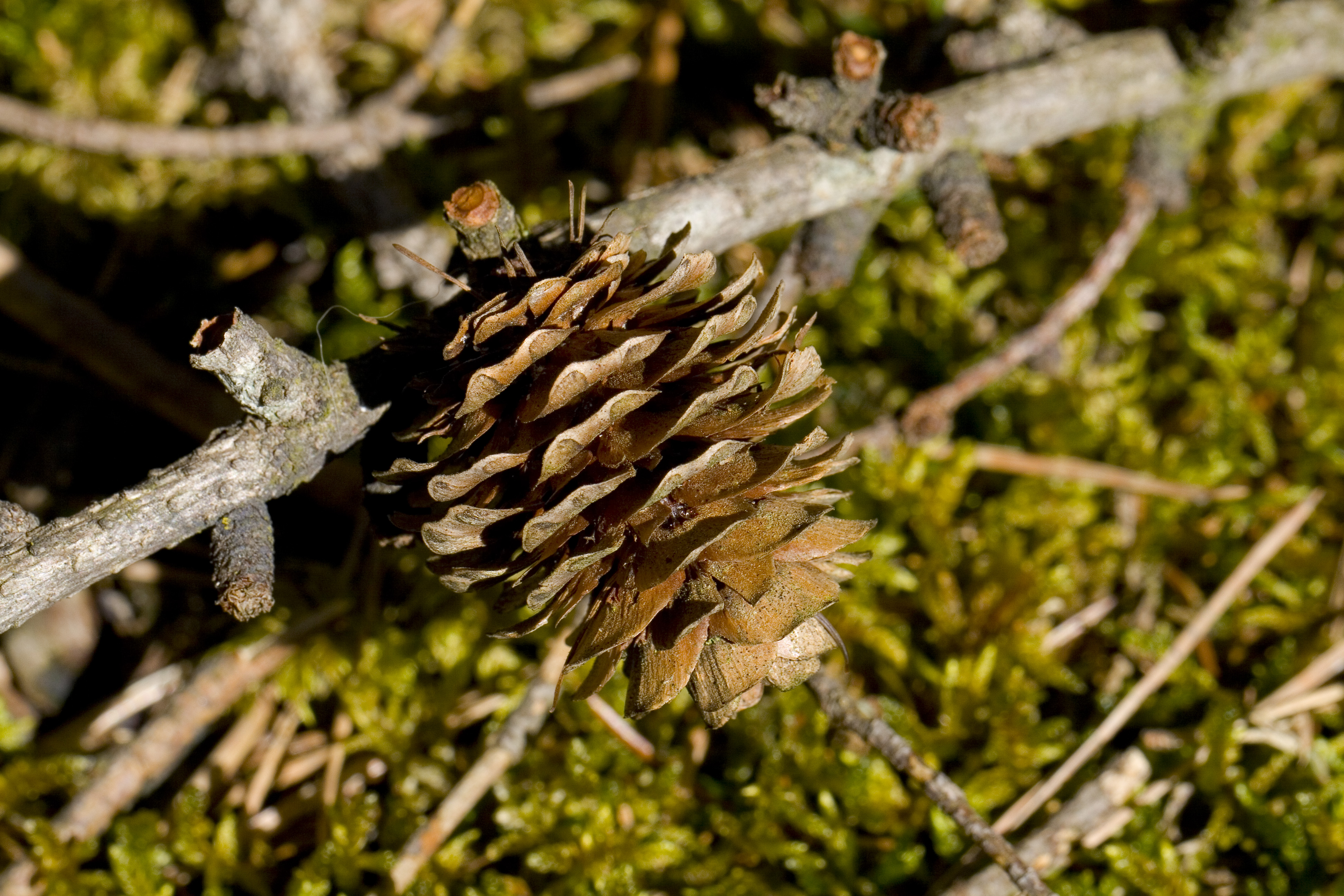 Cono de Larix kaempferi, Hartelholz, Múnich, Alemania5