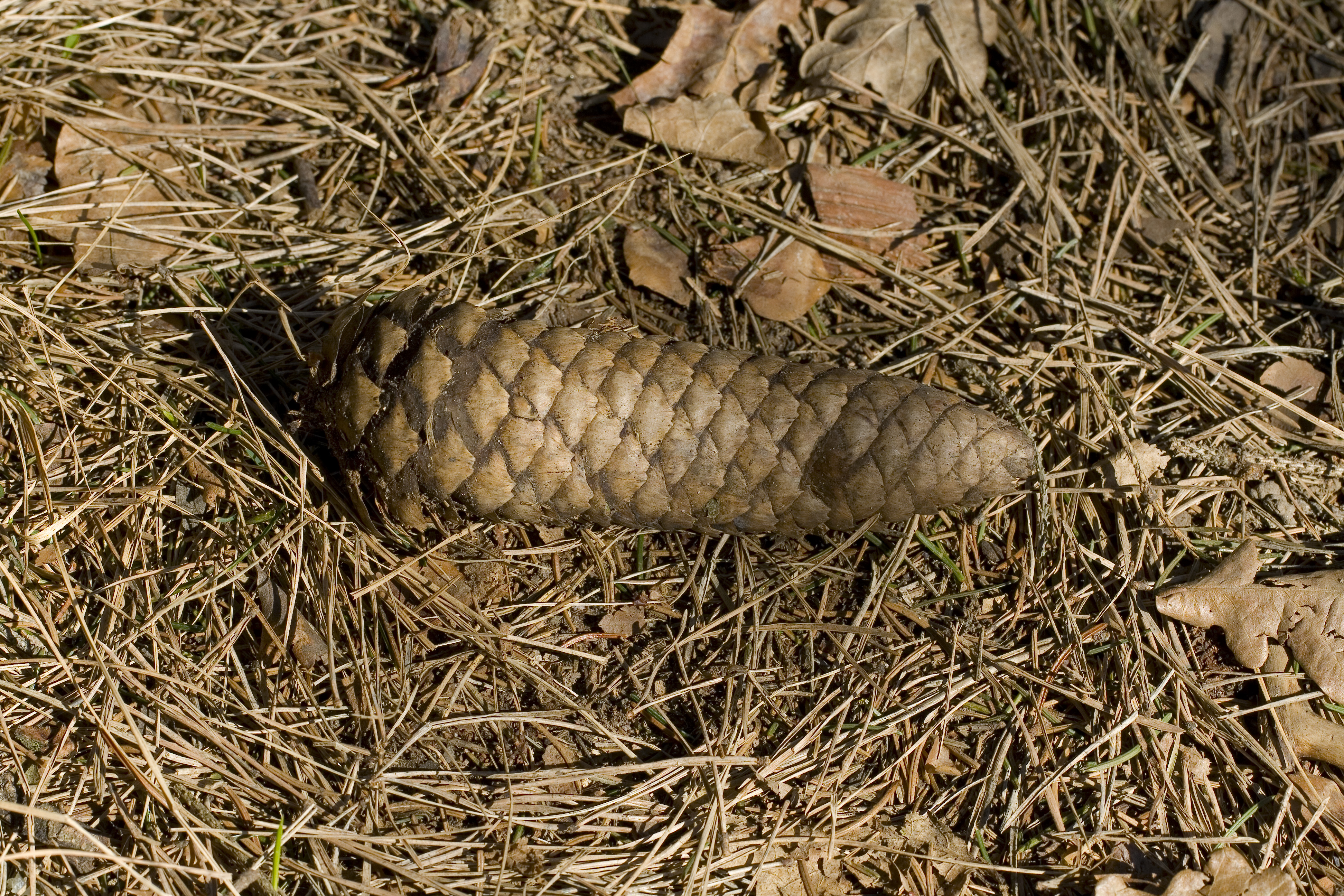 Cono de Picea abies, Hartelholz, Múnich, Alemania3