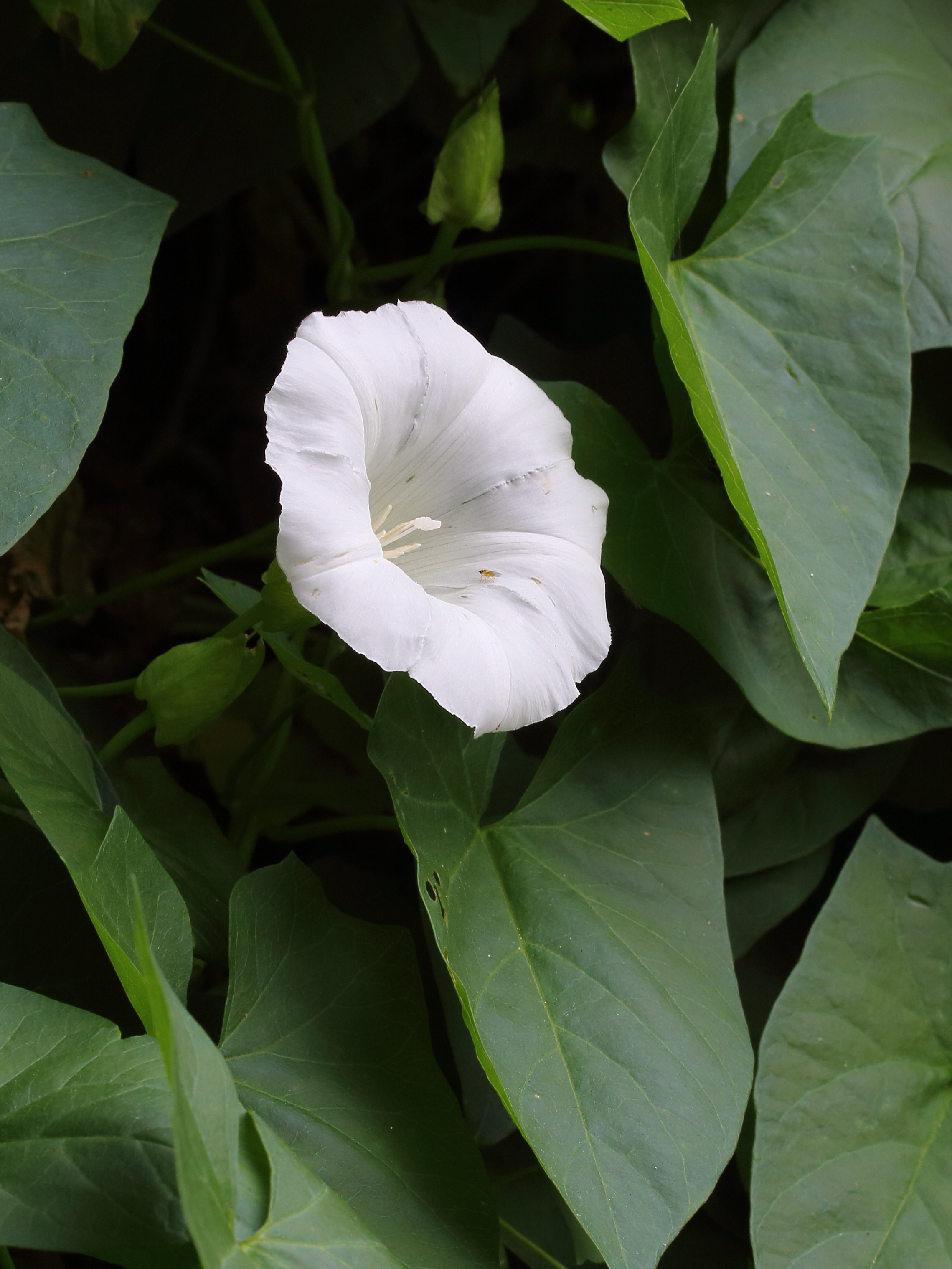 Convolvulus arvensis 04