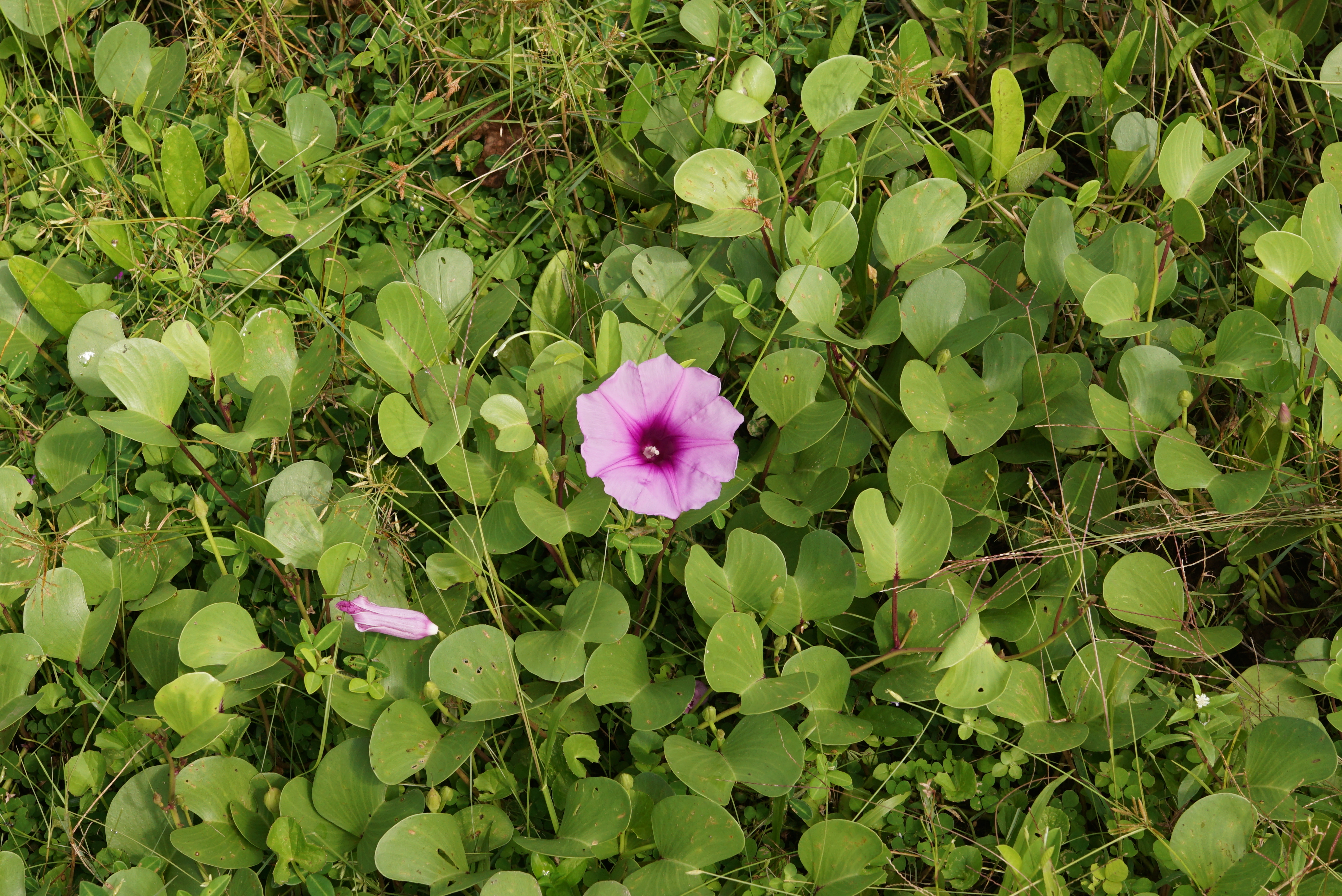 Convolvulus pes-caprae 05365