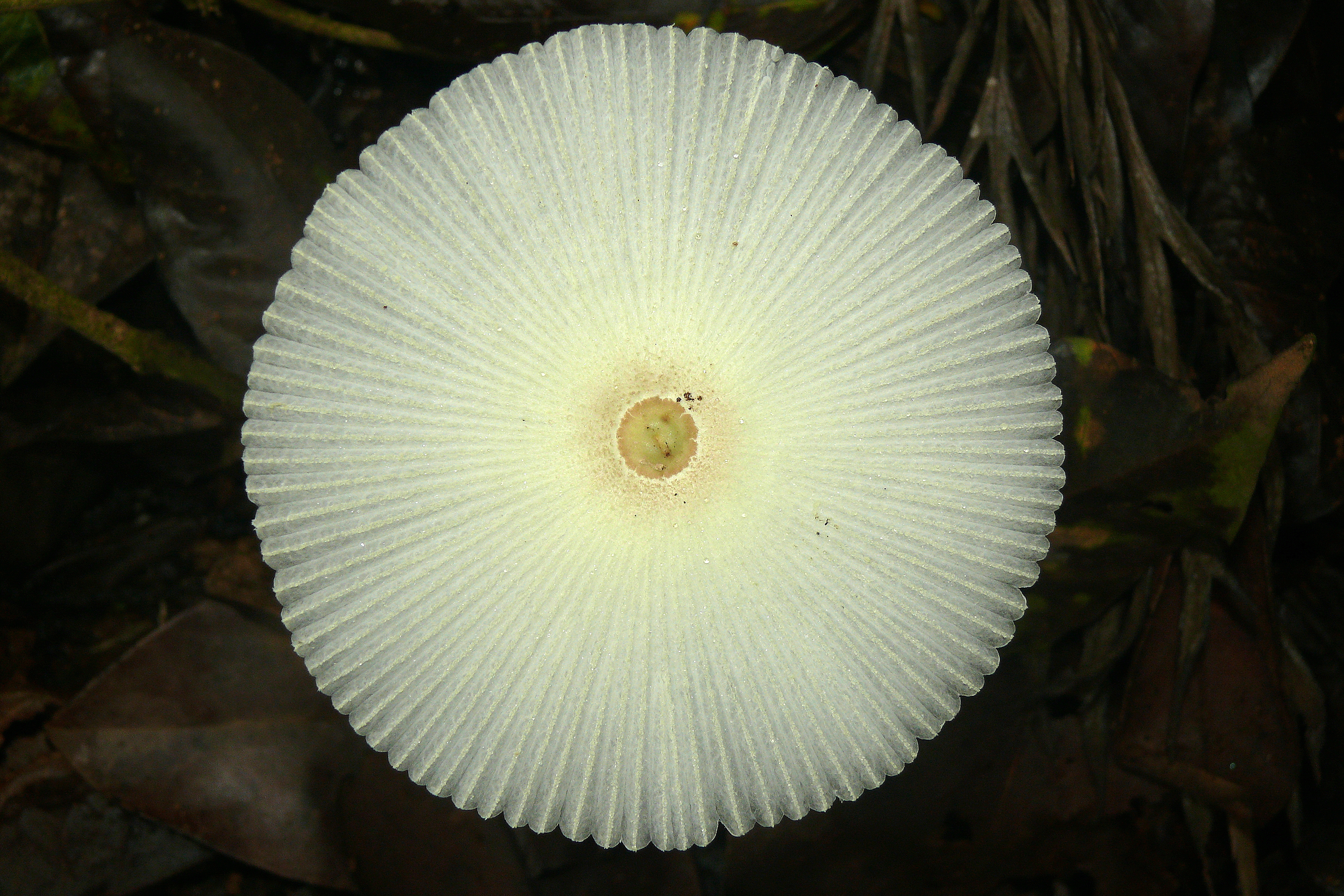 Coprinus sp Anamalai hills