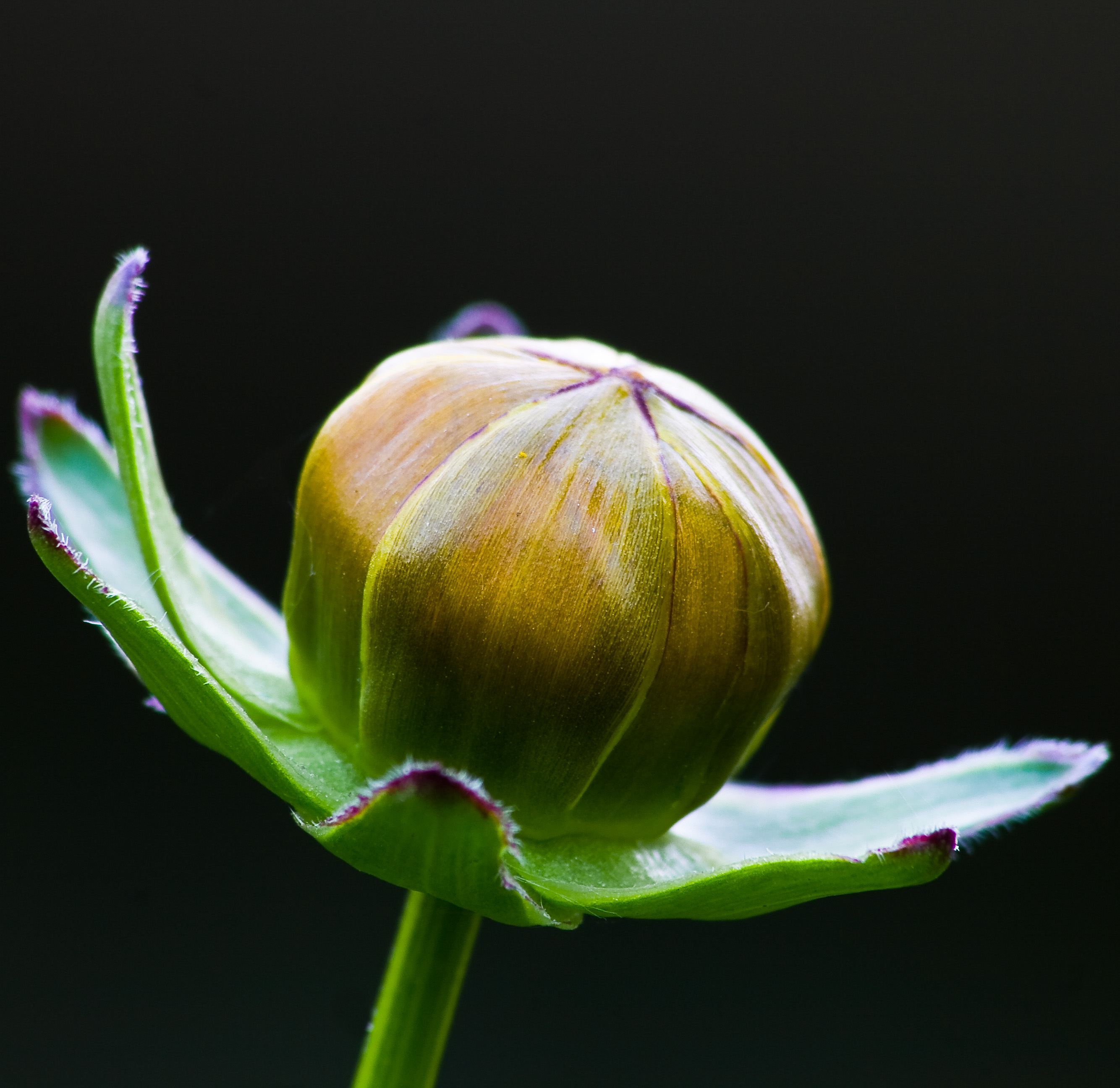 Coreopsis Bud