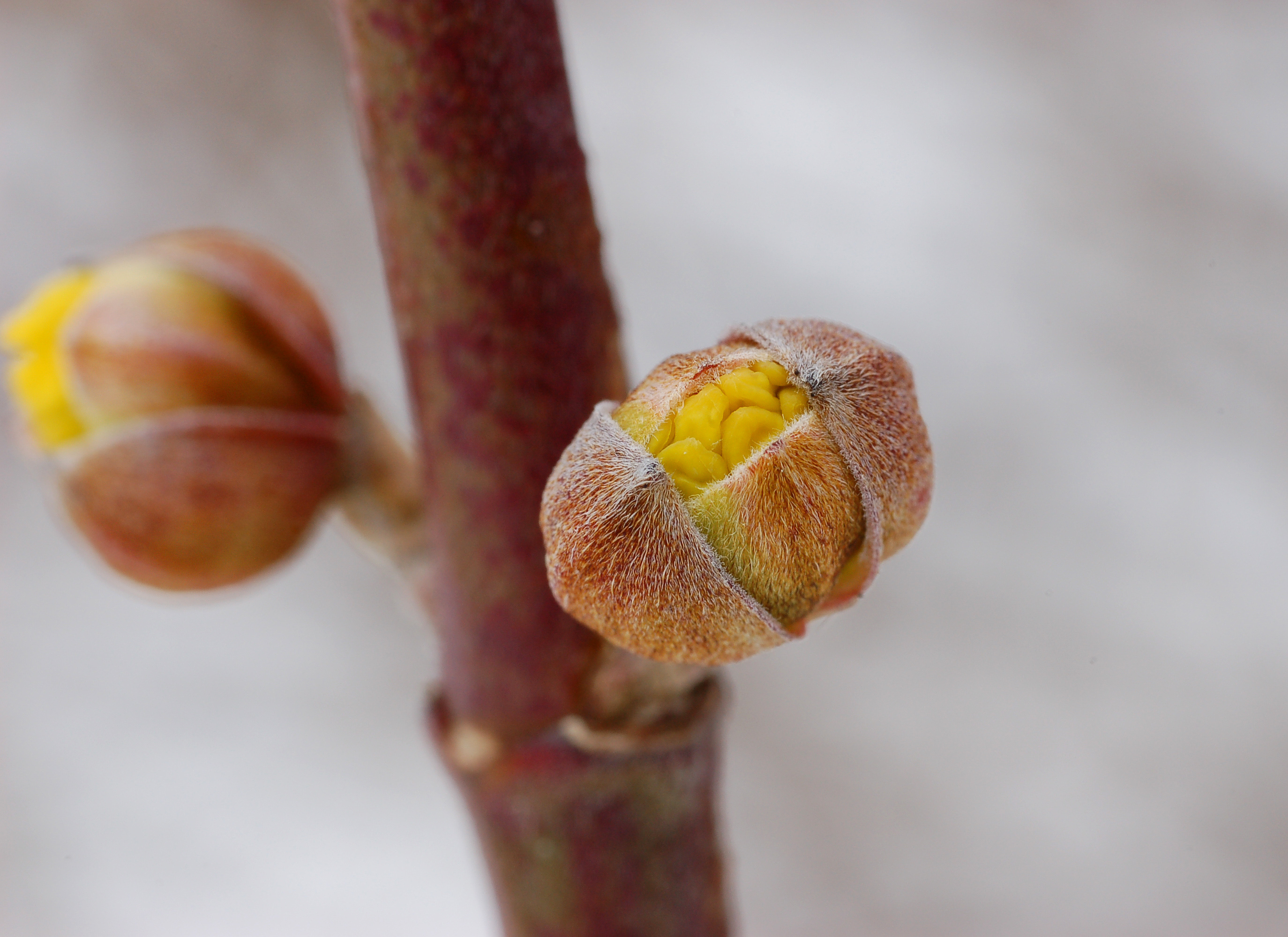 Corneliancherry Dogwood Cornus mas Buds 2748px