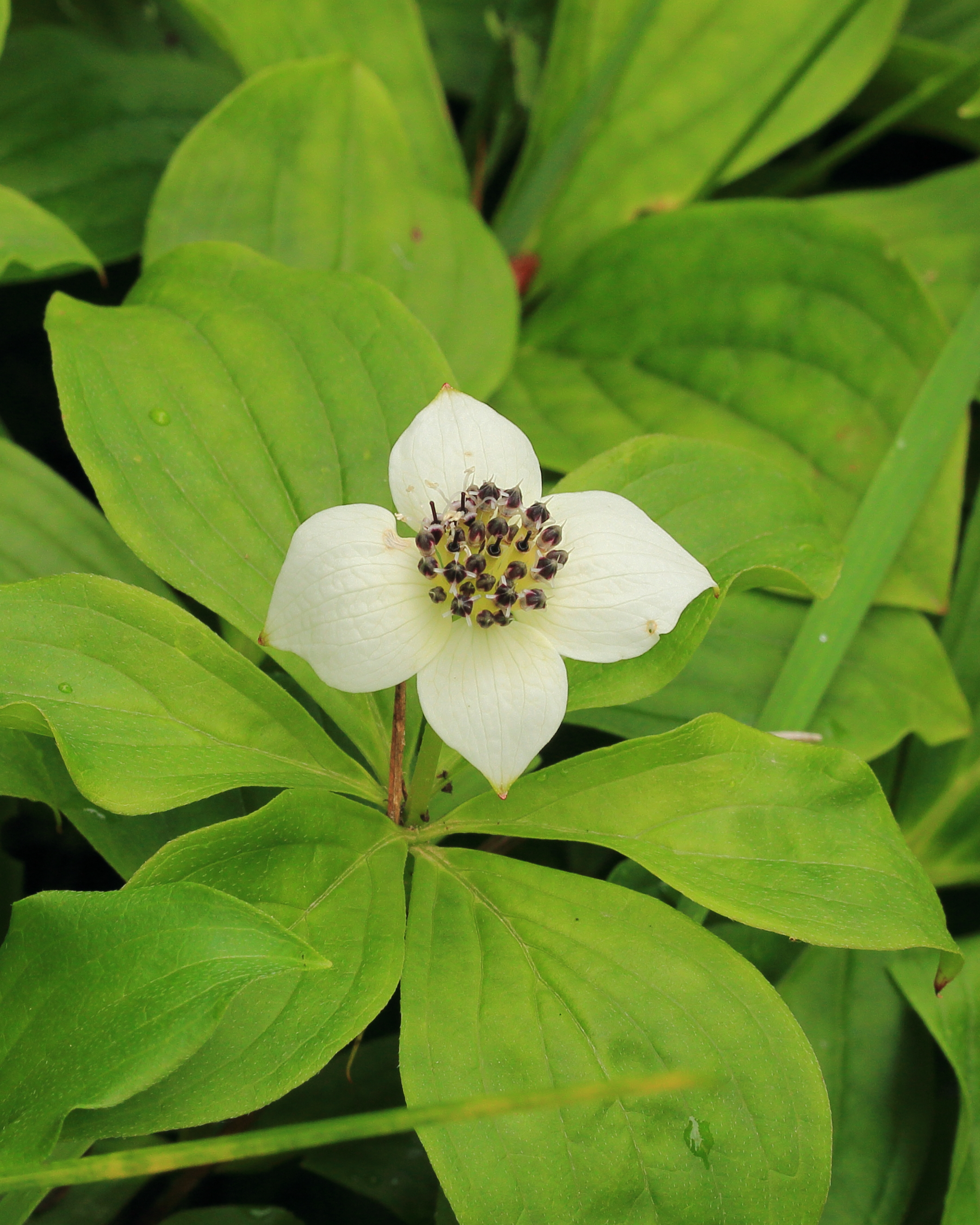 Cornus canadensis 01