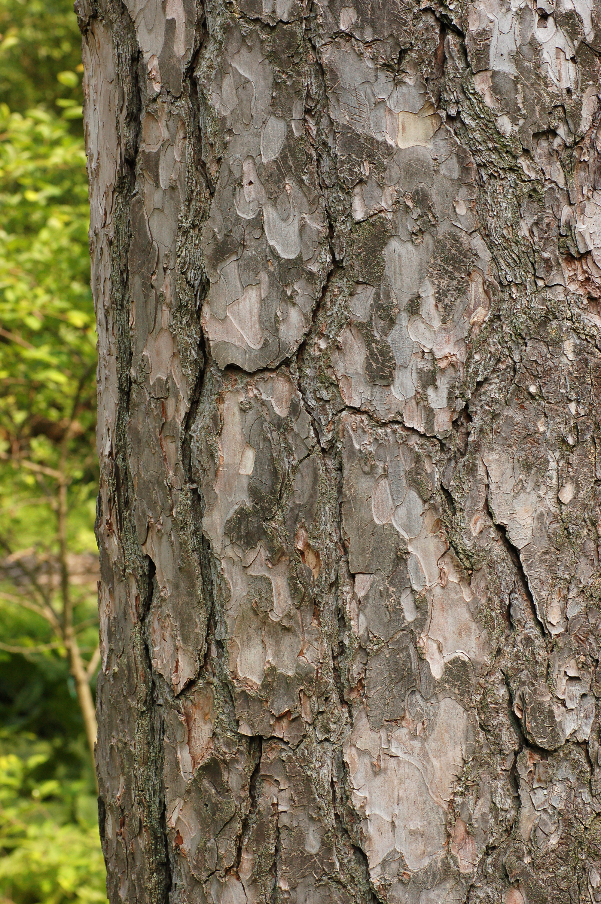 Corsican Pine Pinus nigra laricio Bark 2000px