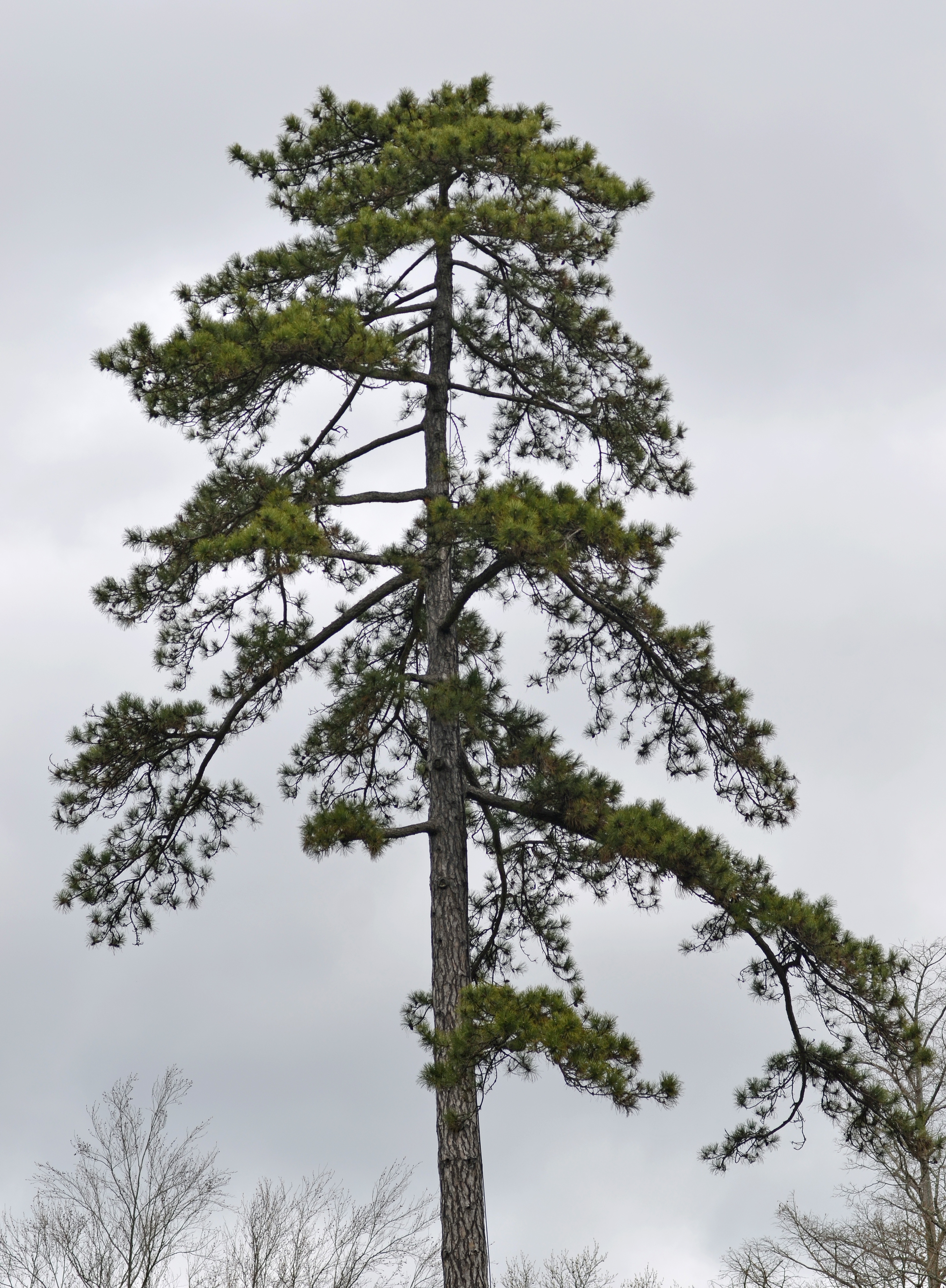 Corsican Pine Pinus nigra laricio Top