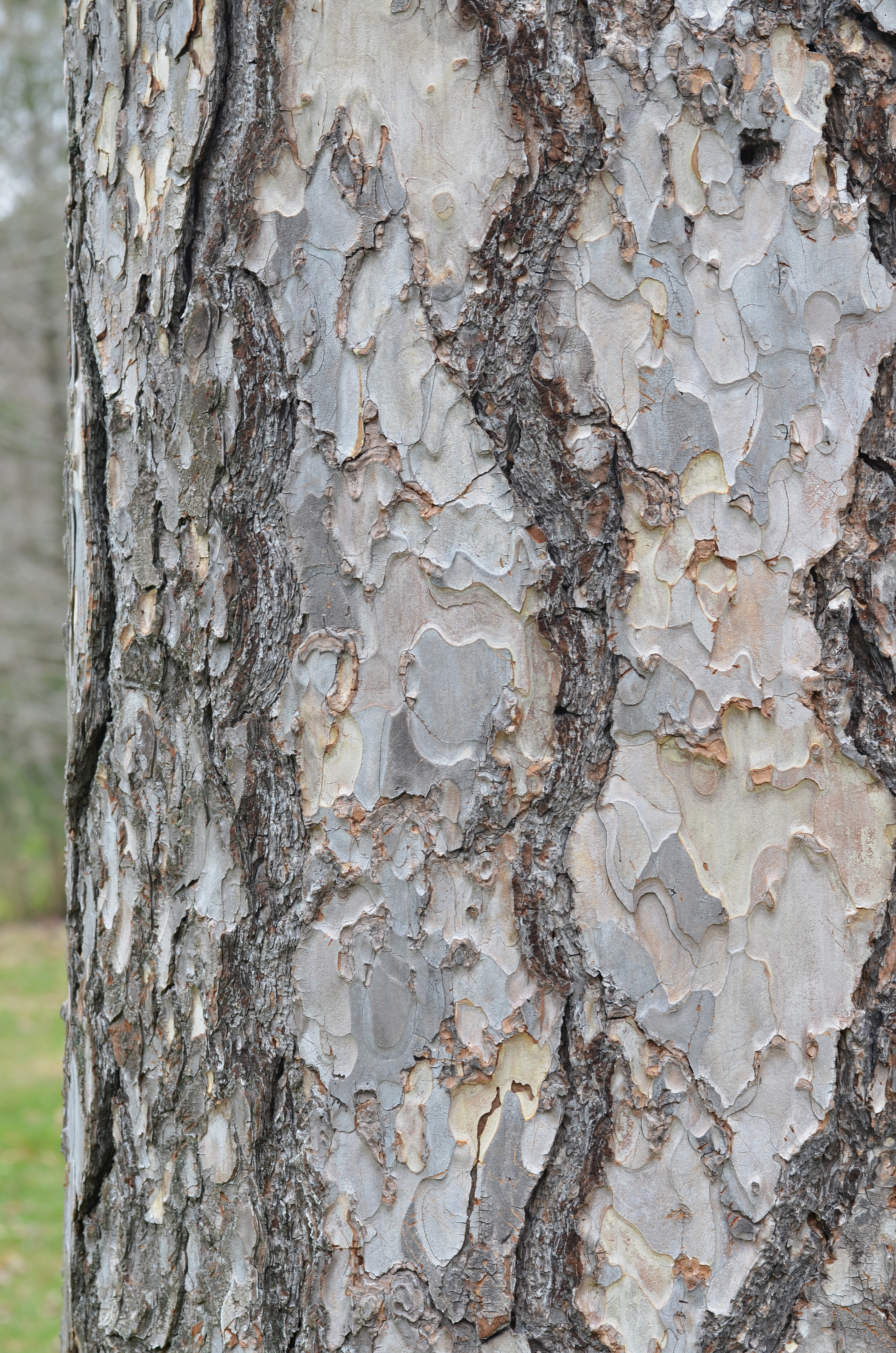 Corsican Pine Pinus nigra laricio Vertical Bark