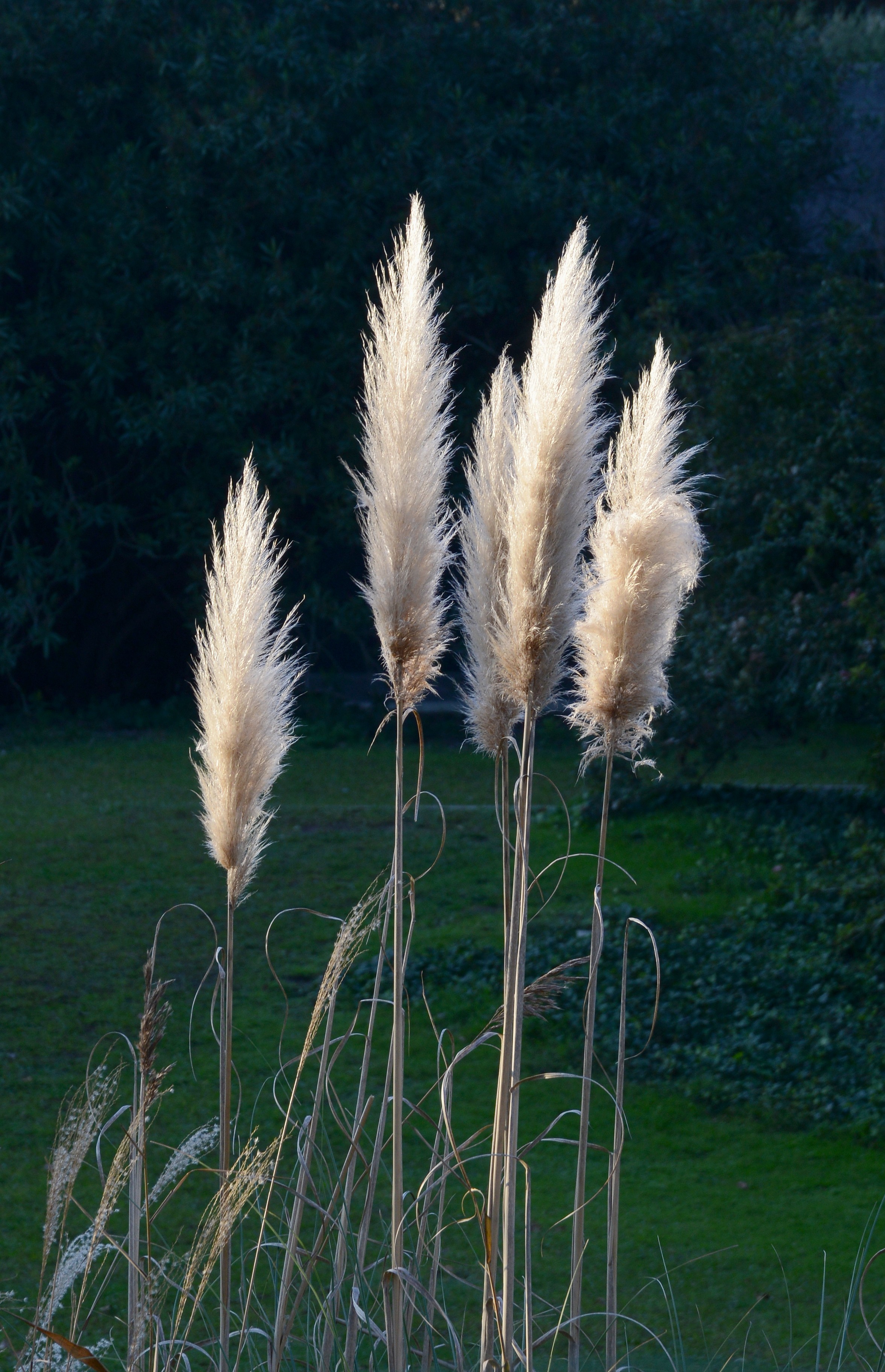 Cortaderia December 2014-2