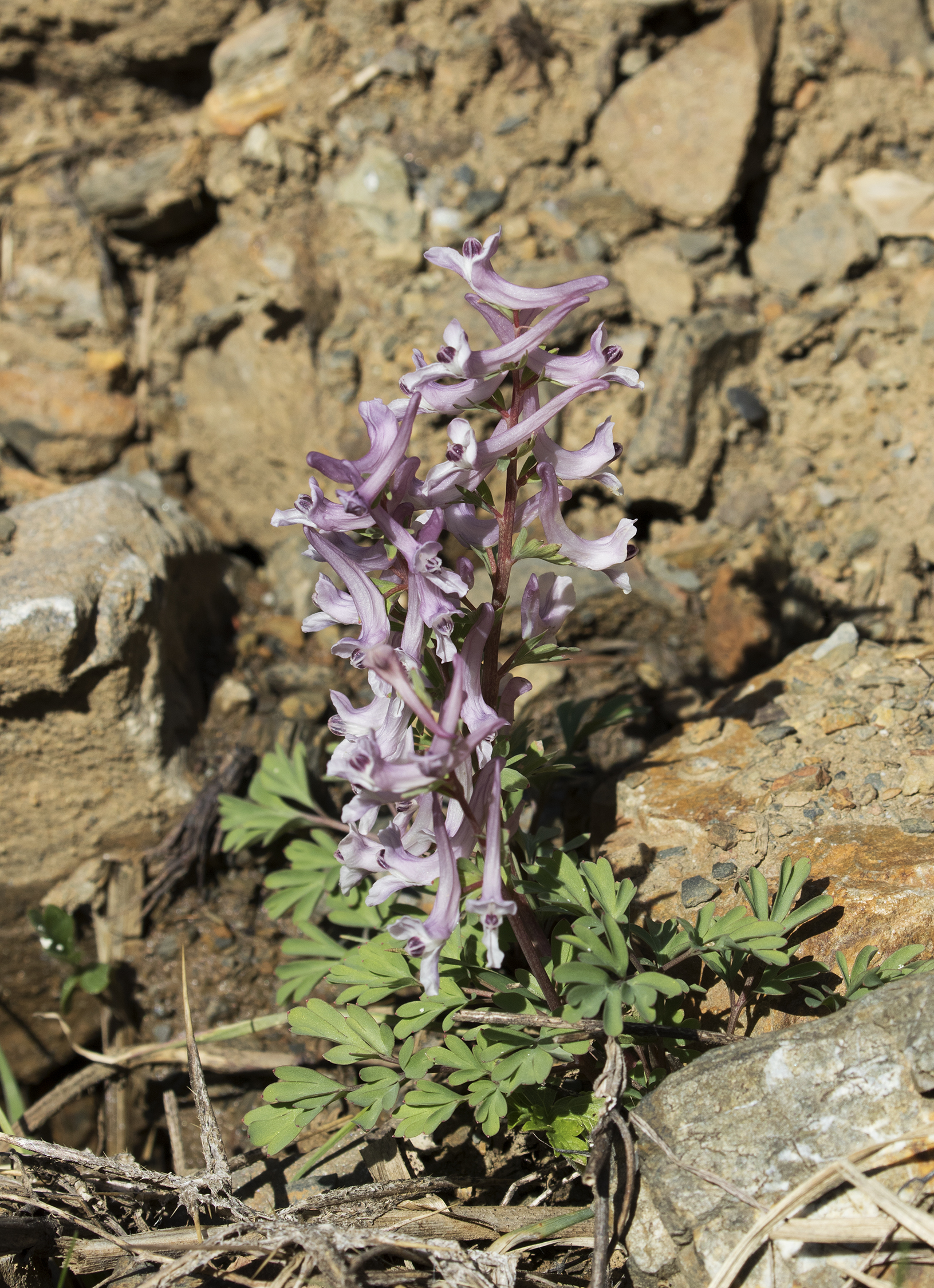 Corydalis - Kazgagası 02