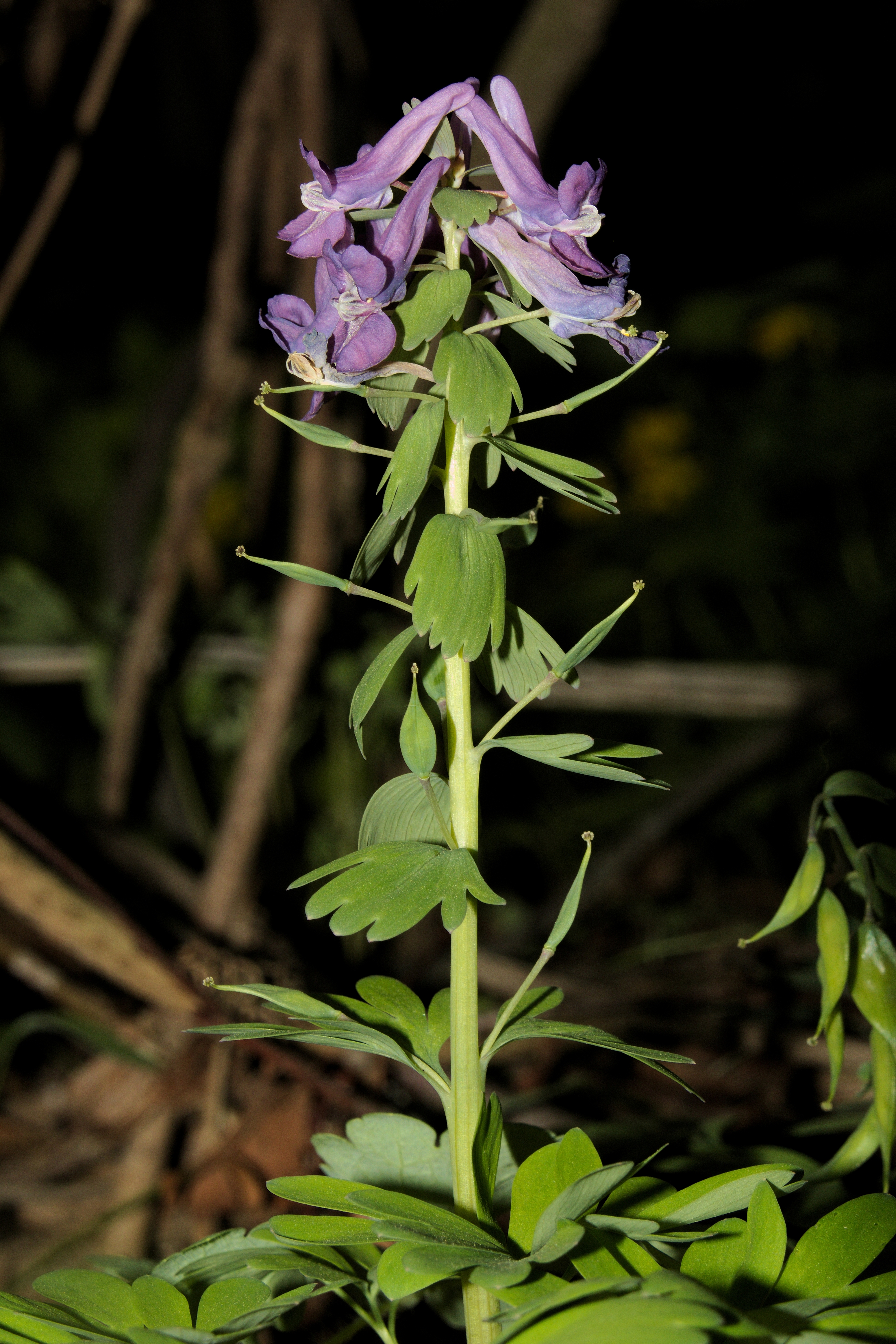 Corydalis solida20170507 7425