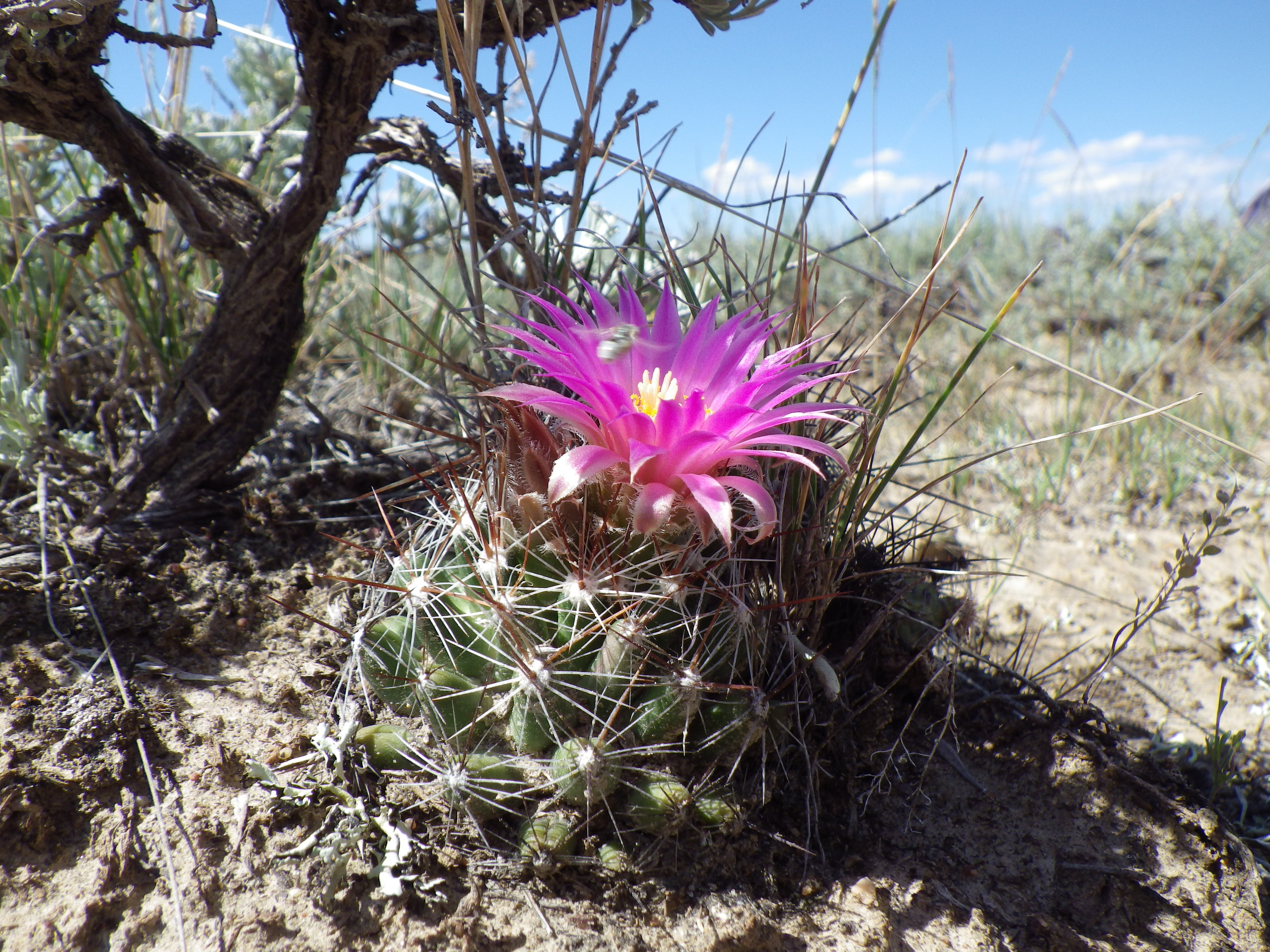 Coryphantha vivipara (7462396230)