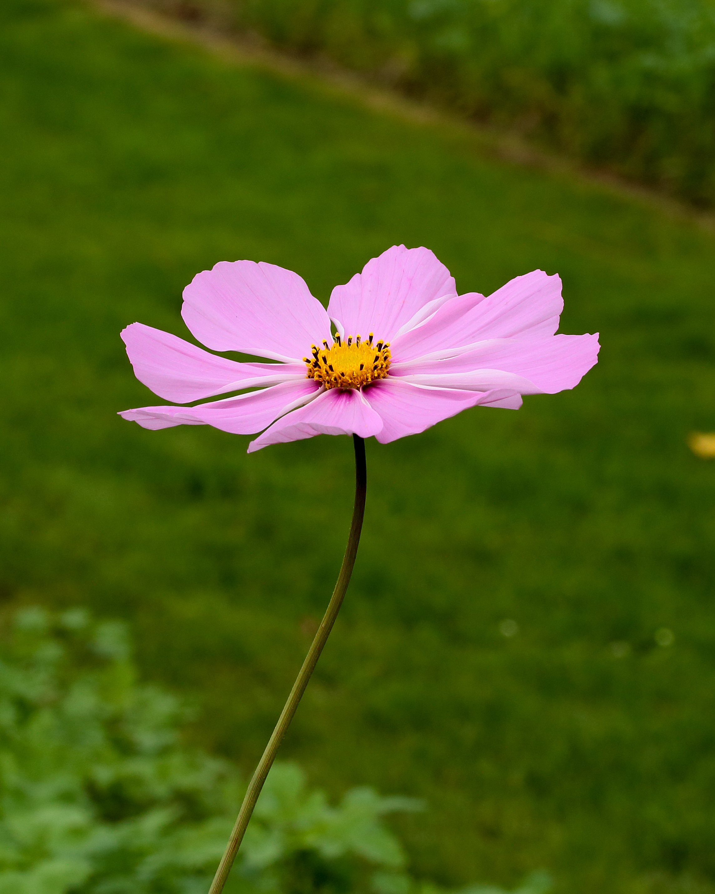 Cosmea (Cosmos bipinnatus) 02