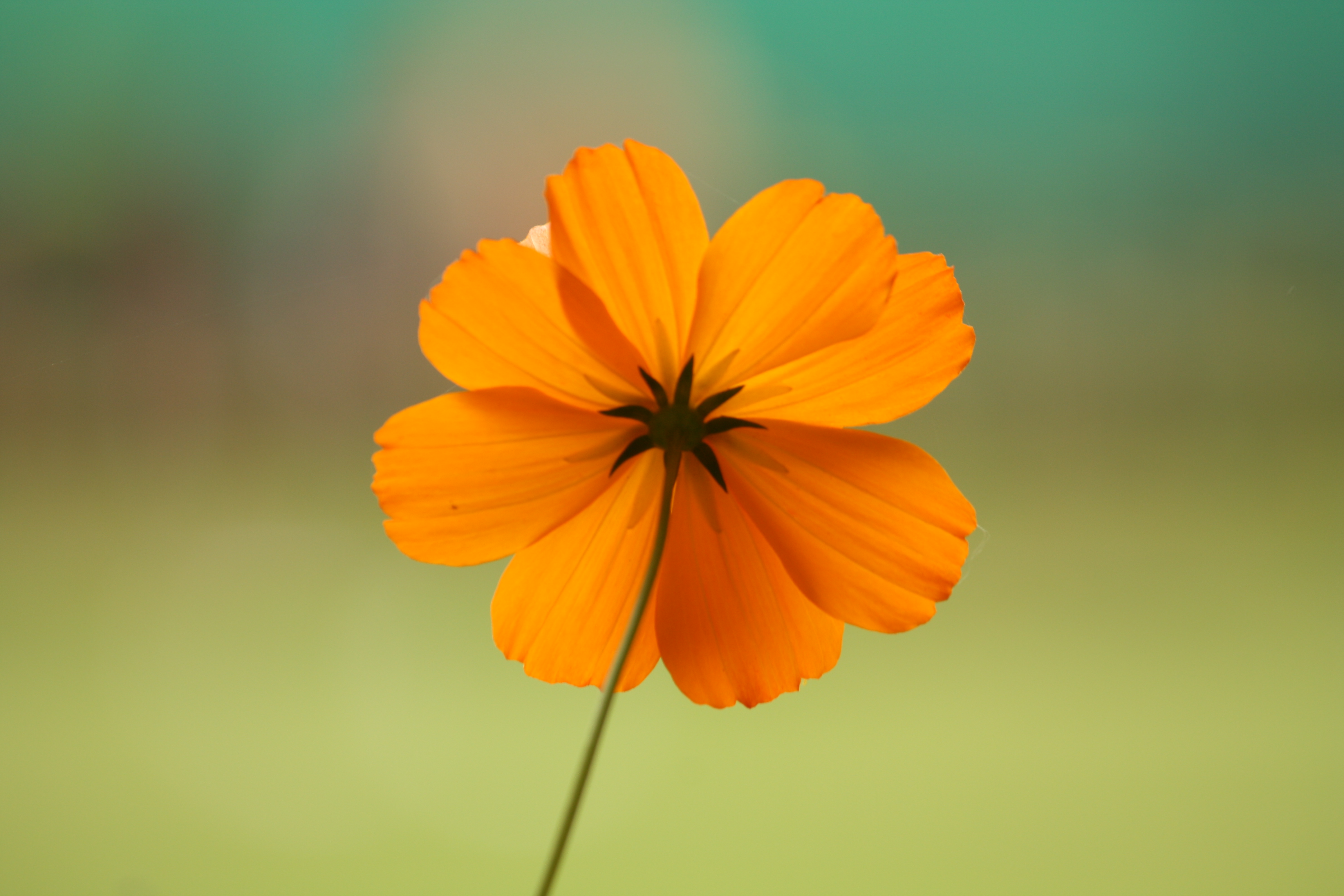 Cosmos387454