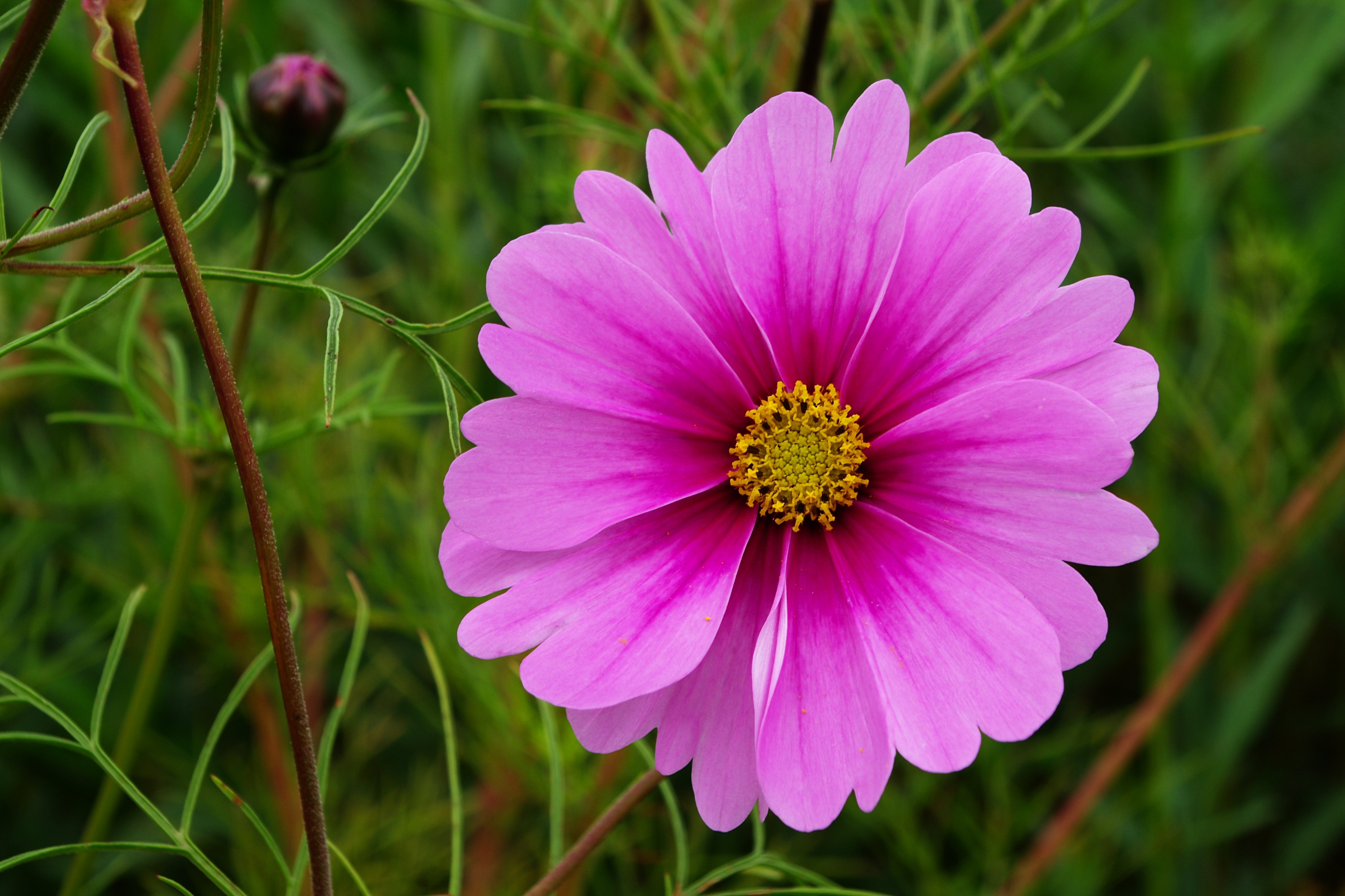 Cosmos 2 FR 2012