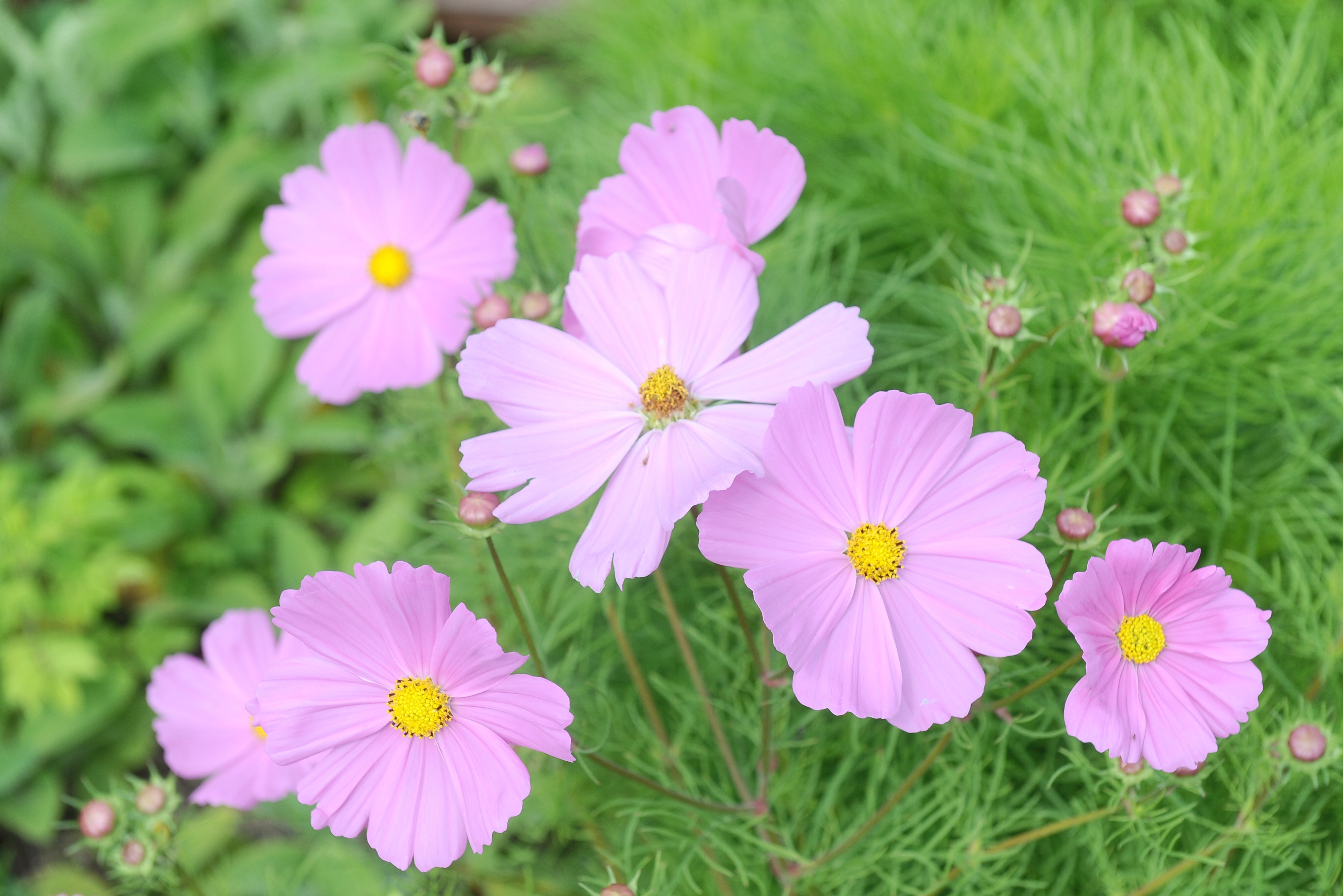 Cosmos bipinnatus - Giardino d'Europa De Gasperi 1