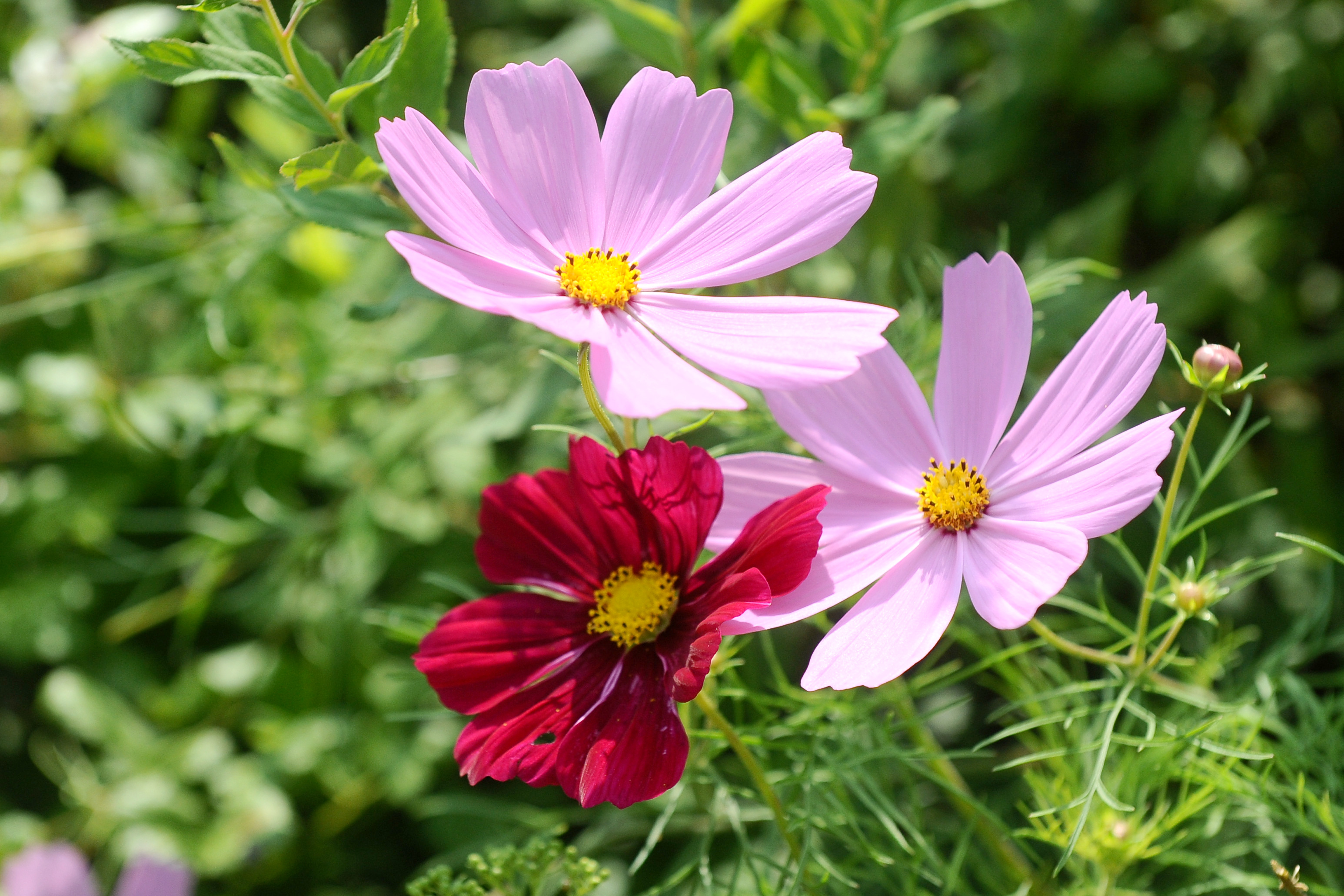 Cosmos bipinnatus - Giardino d'Europa De Gasperi 3