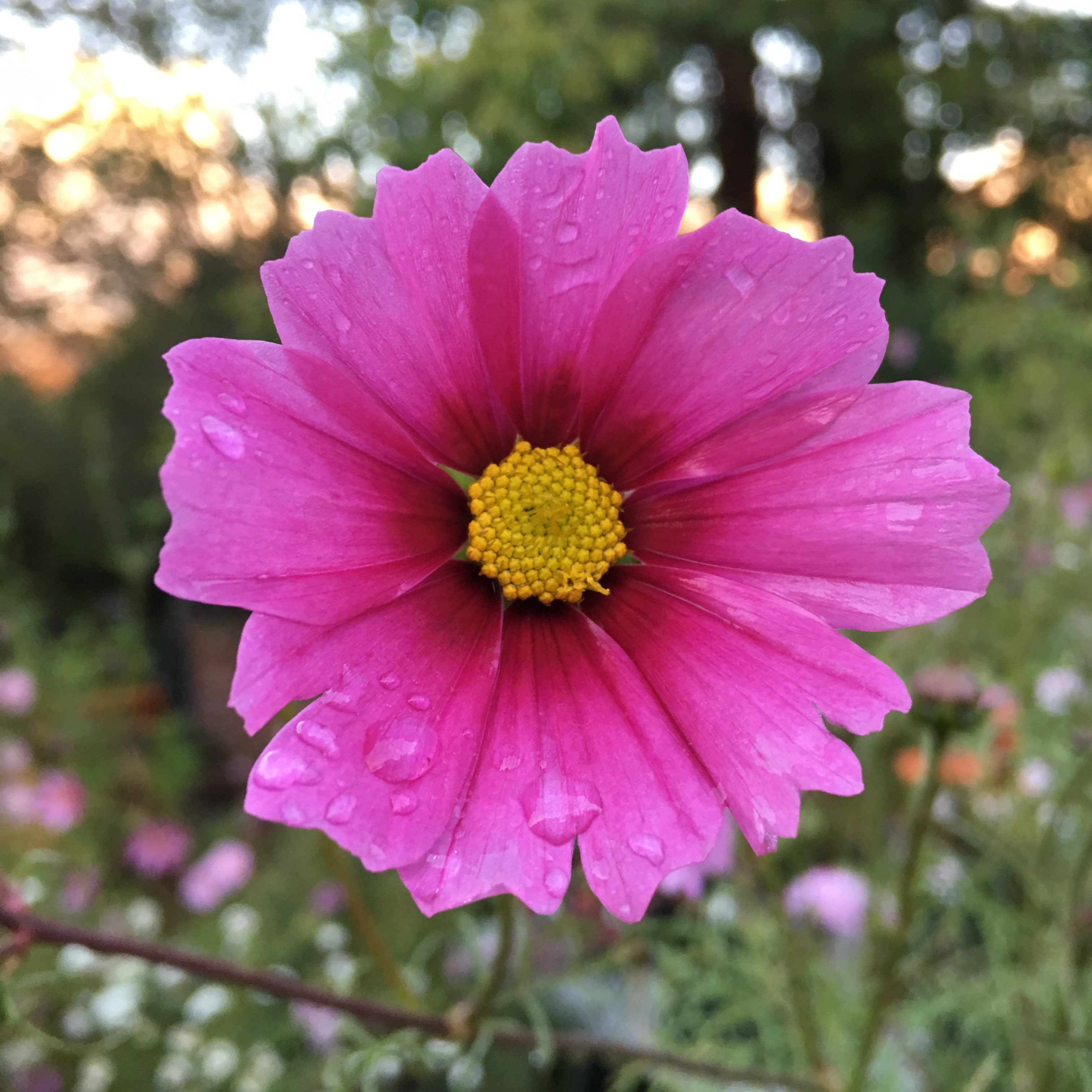 Cosmos bipinnatus IMG 7366---
