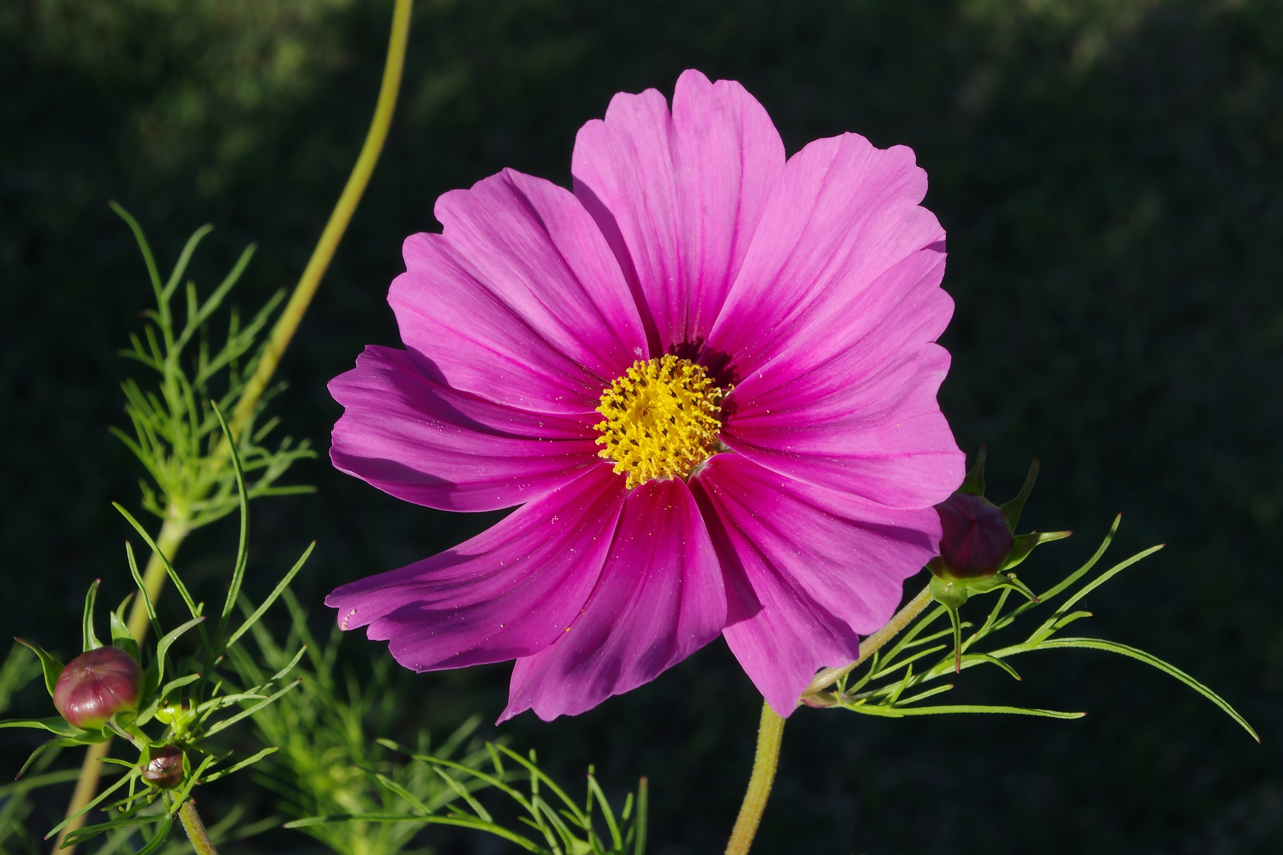 Cosmos FR 2012