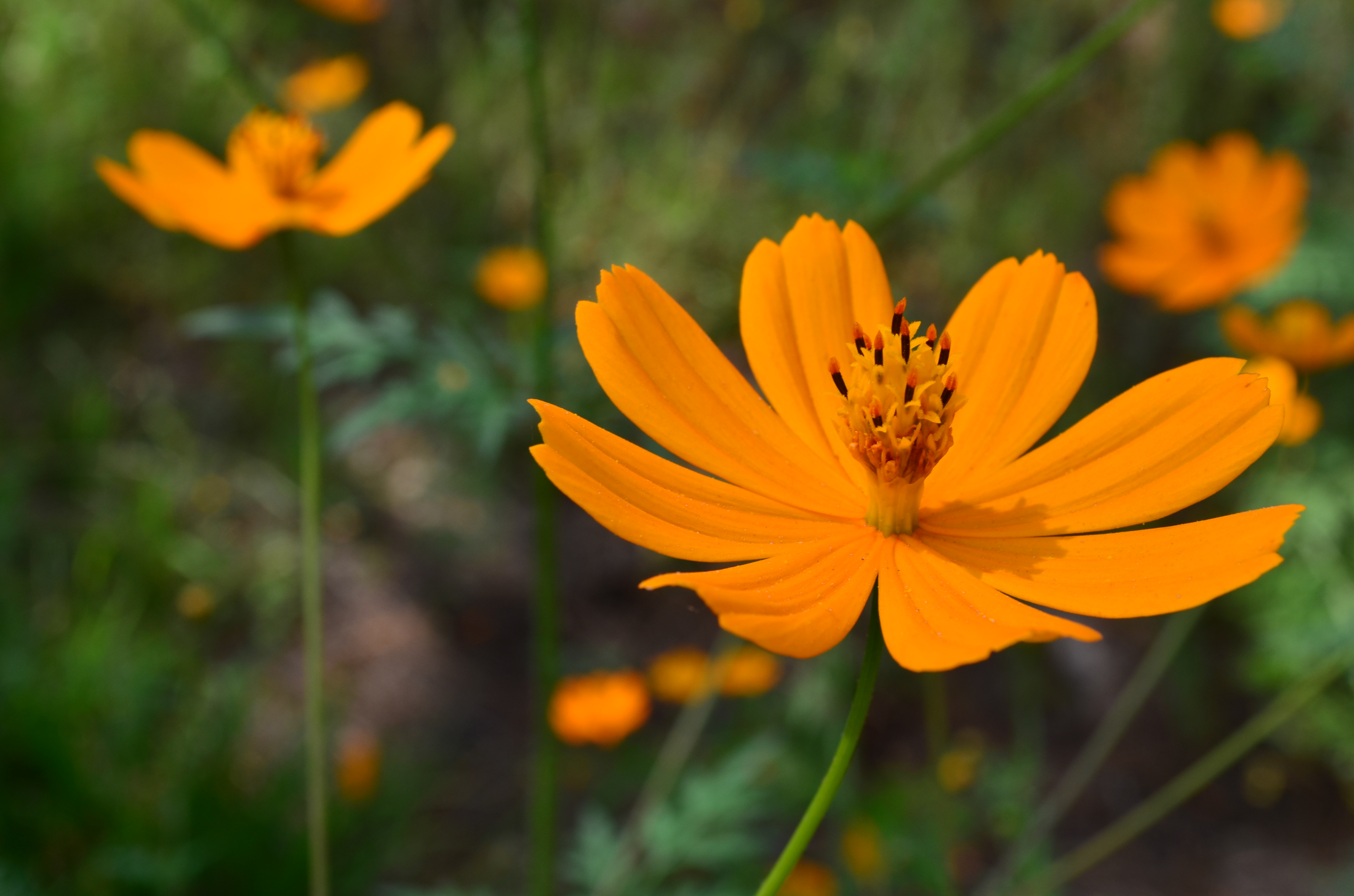 Cosmos sulfureus 3