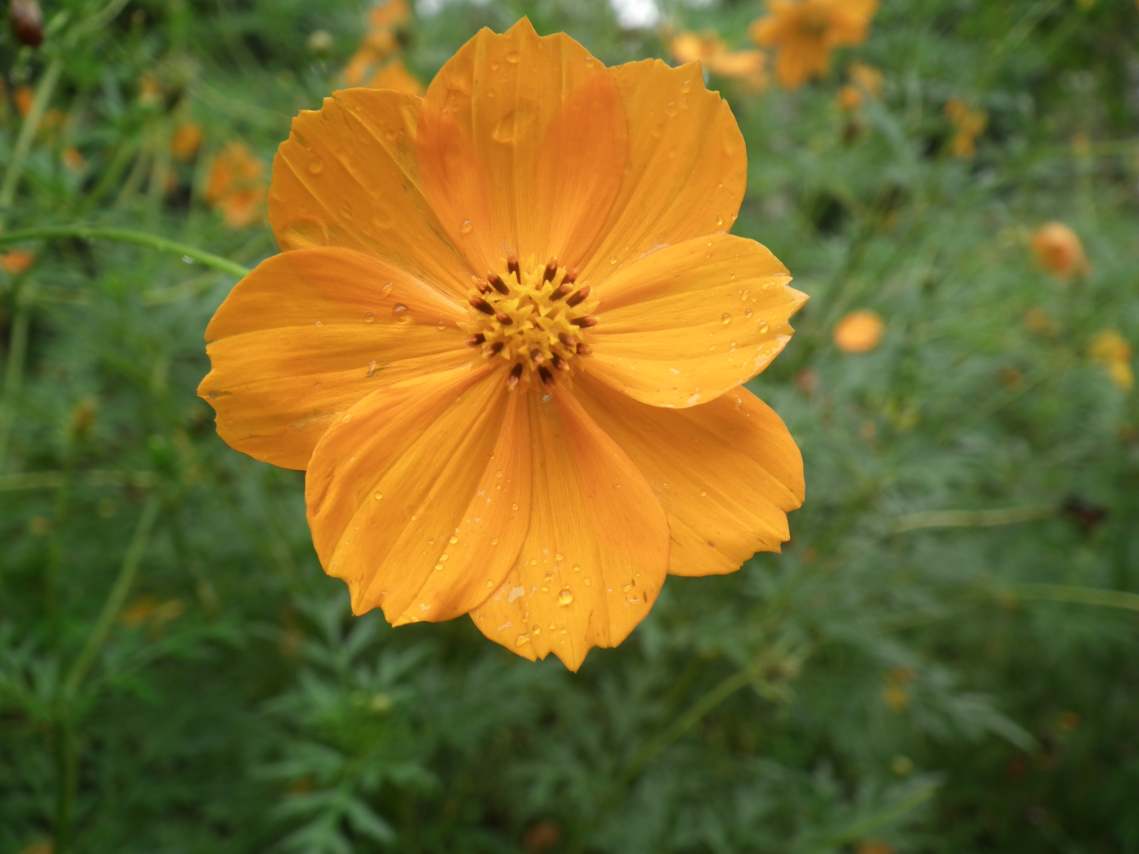 Cosmos sulphureus ml - Manganari 5123