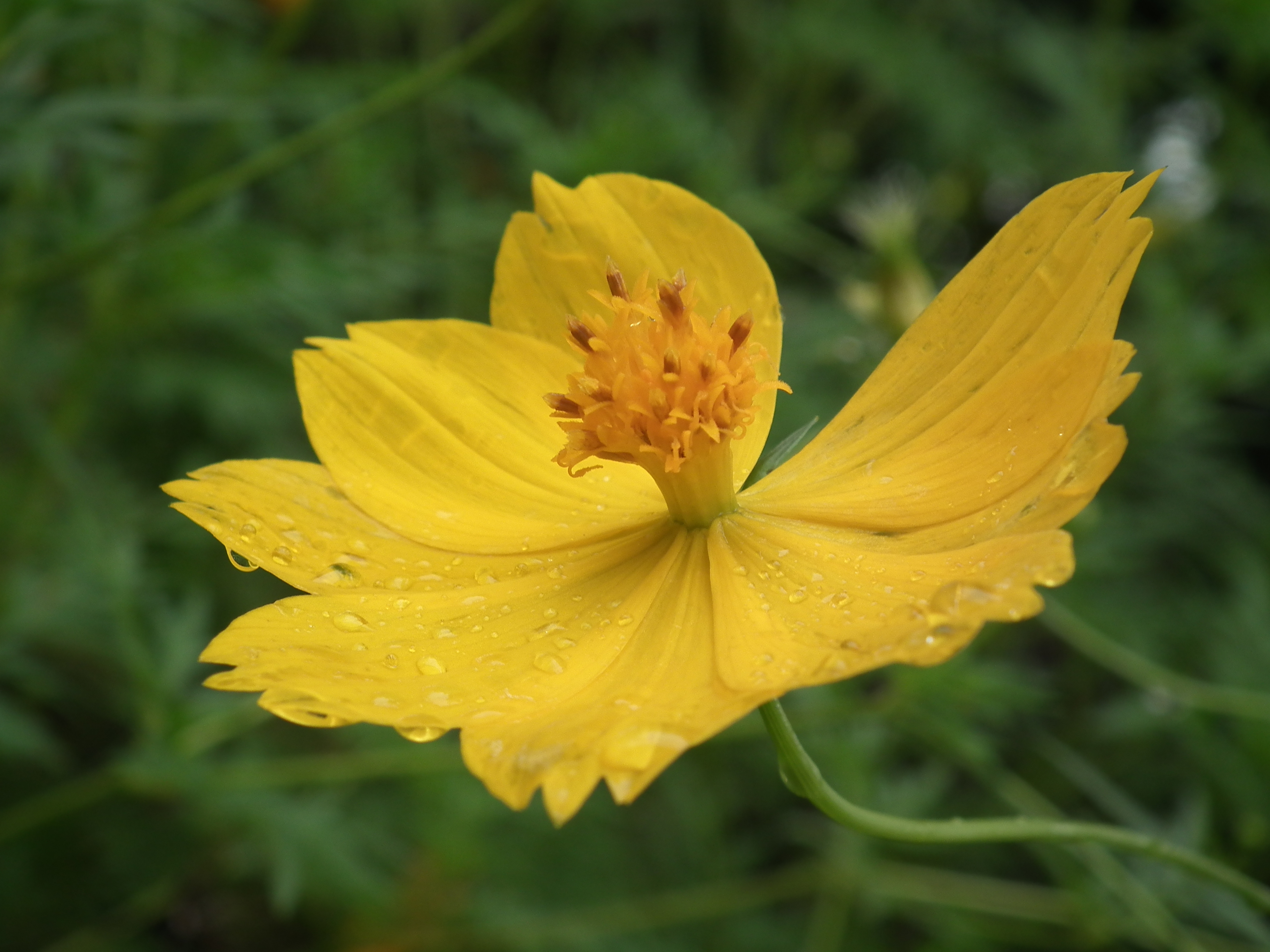 Cosmos sulphureus ml - Manganari 5160