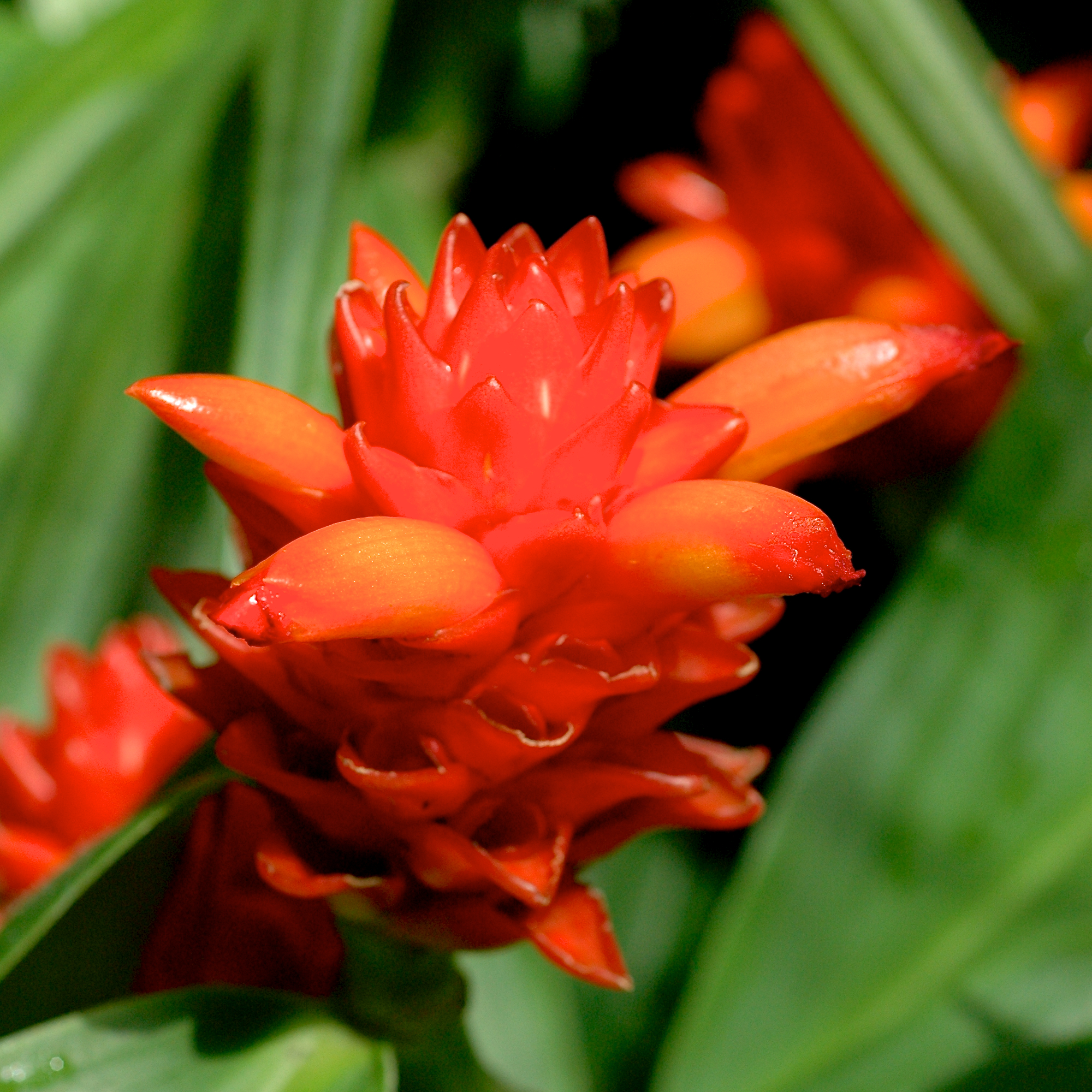 Costus curvibracteatus 02