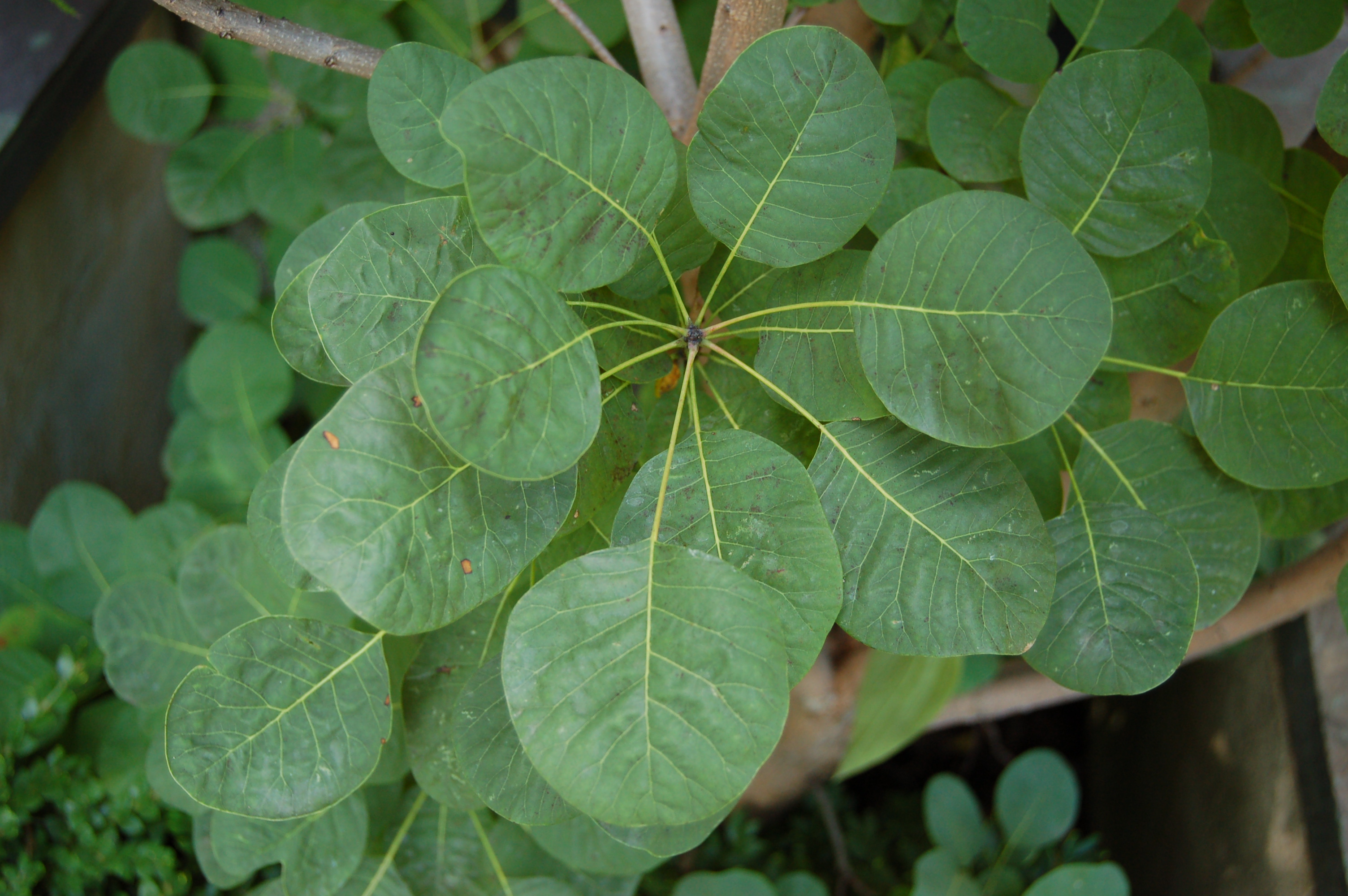 Cotinus coggygria 'Ancot' (Golden Spirit) Leaves 3008px