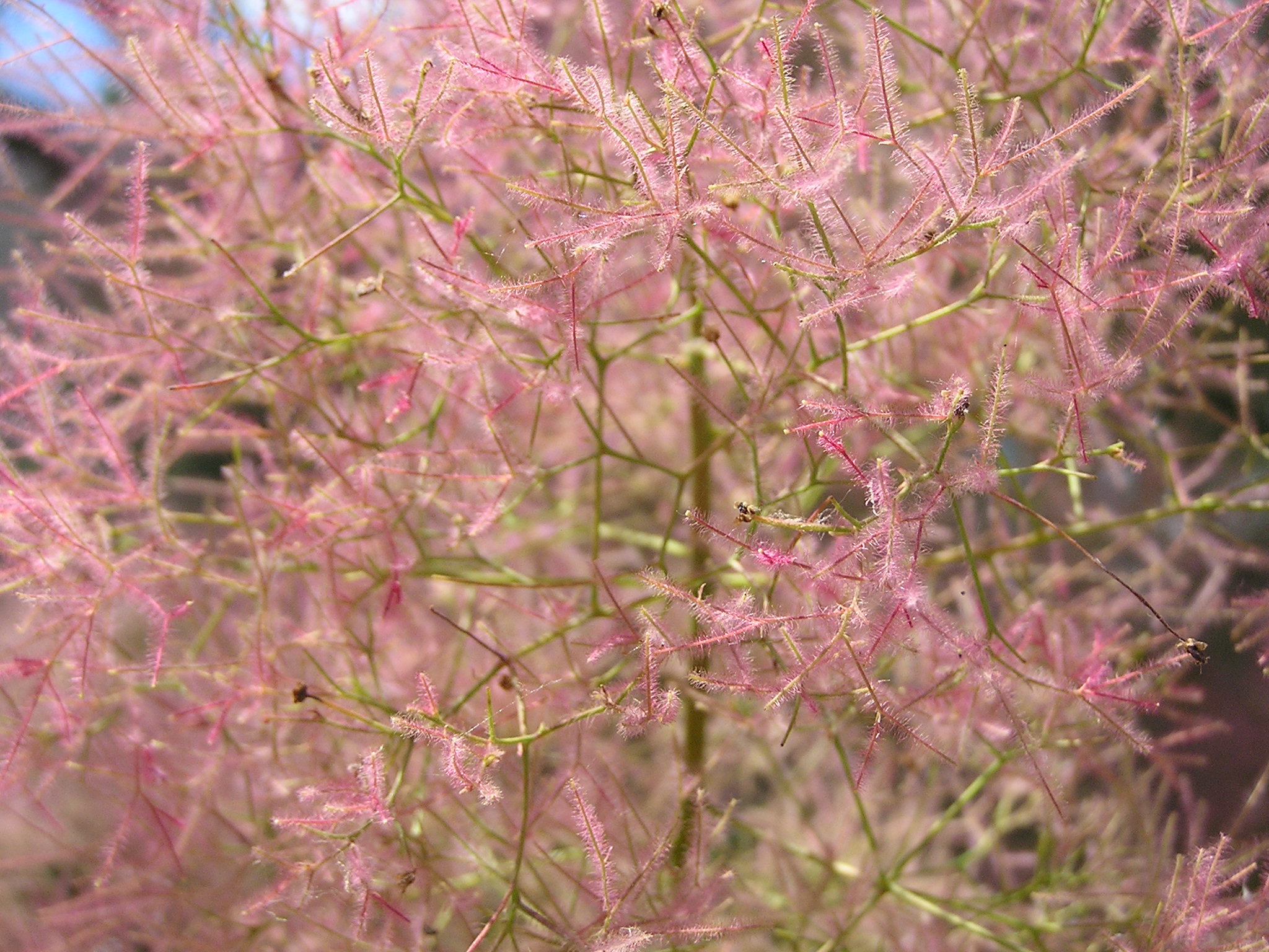 Cotinus coggygria in Sedovo 4