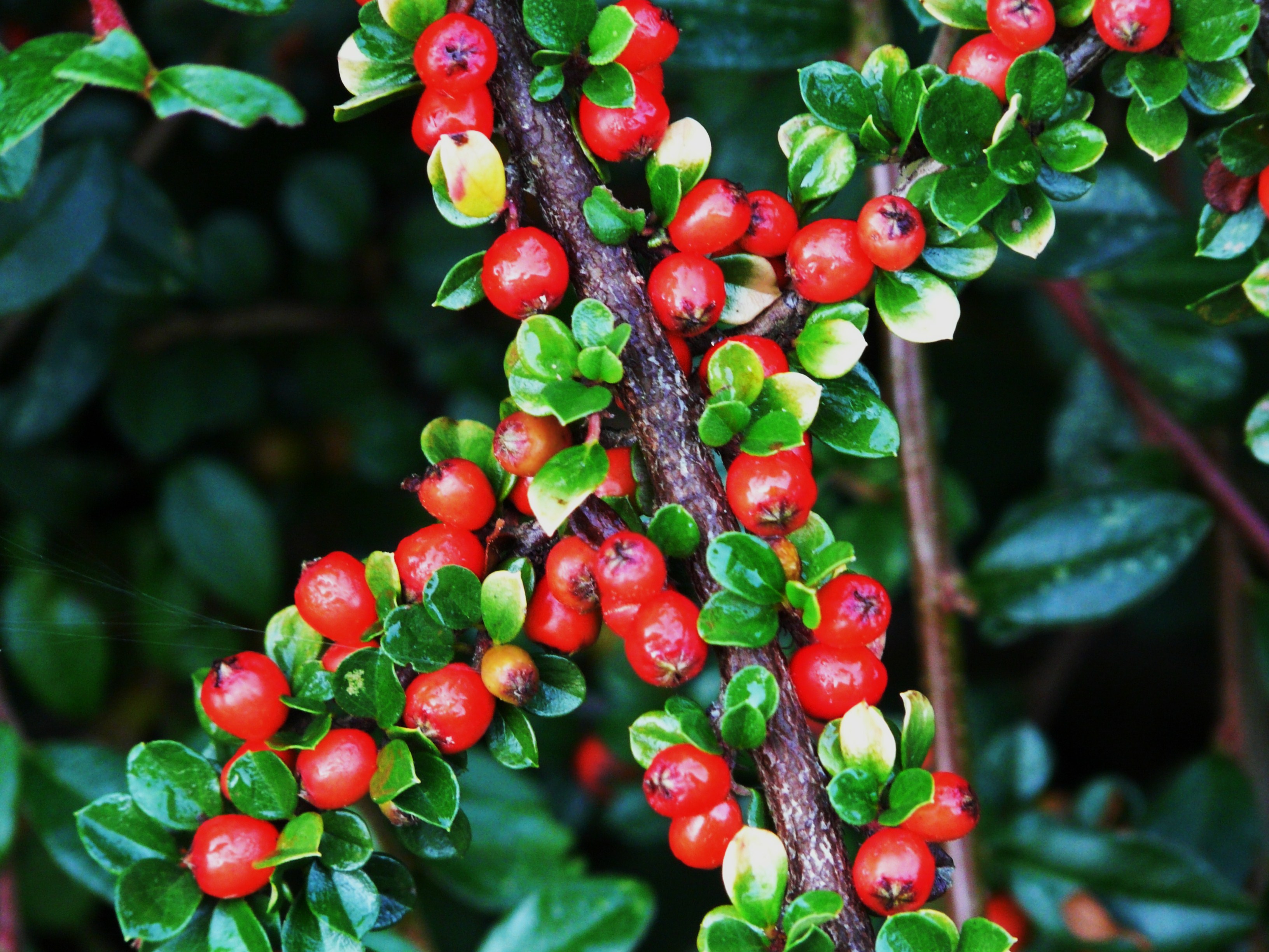 Cotonéaster horizontal (12)