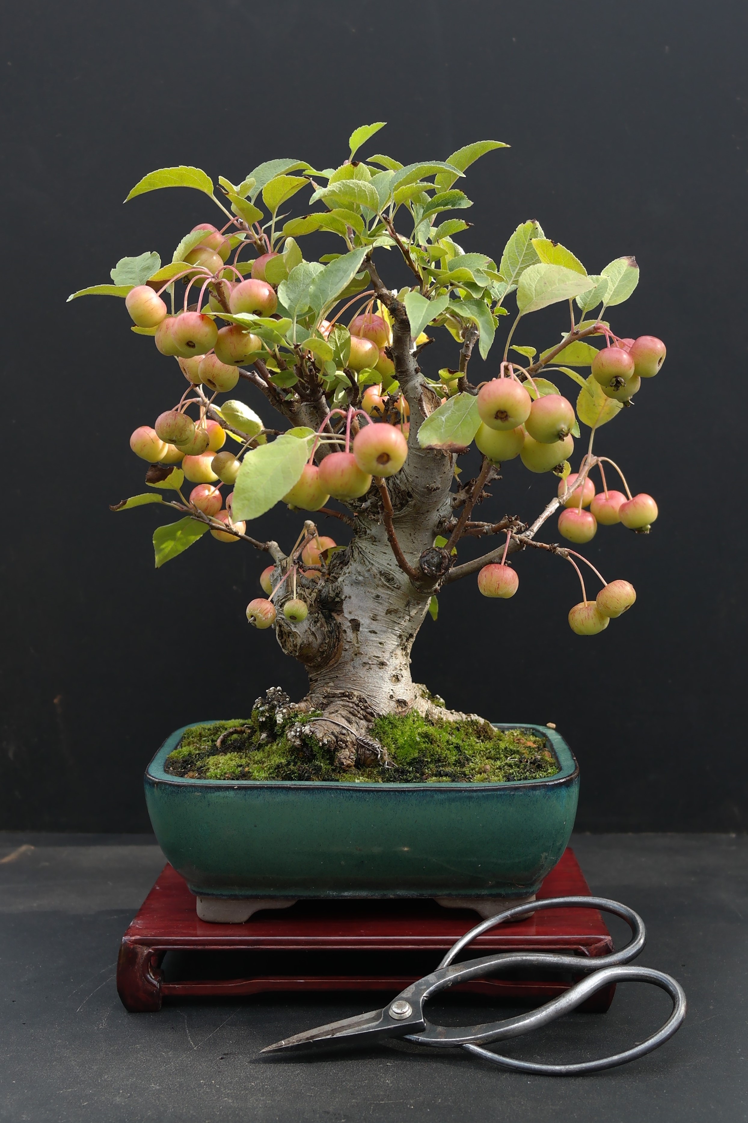 Crabapple bonsai - late summer photo