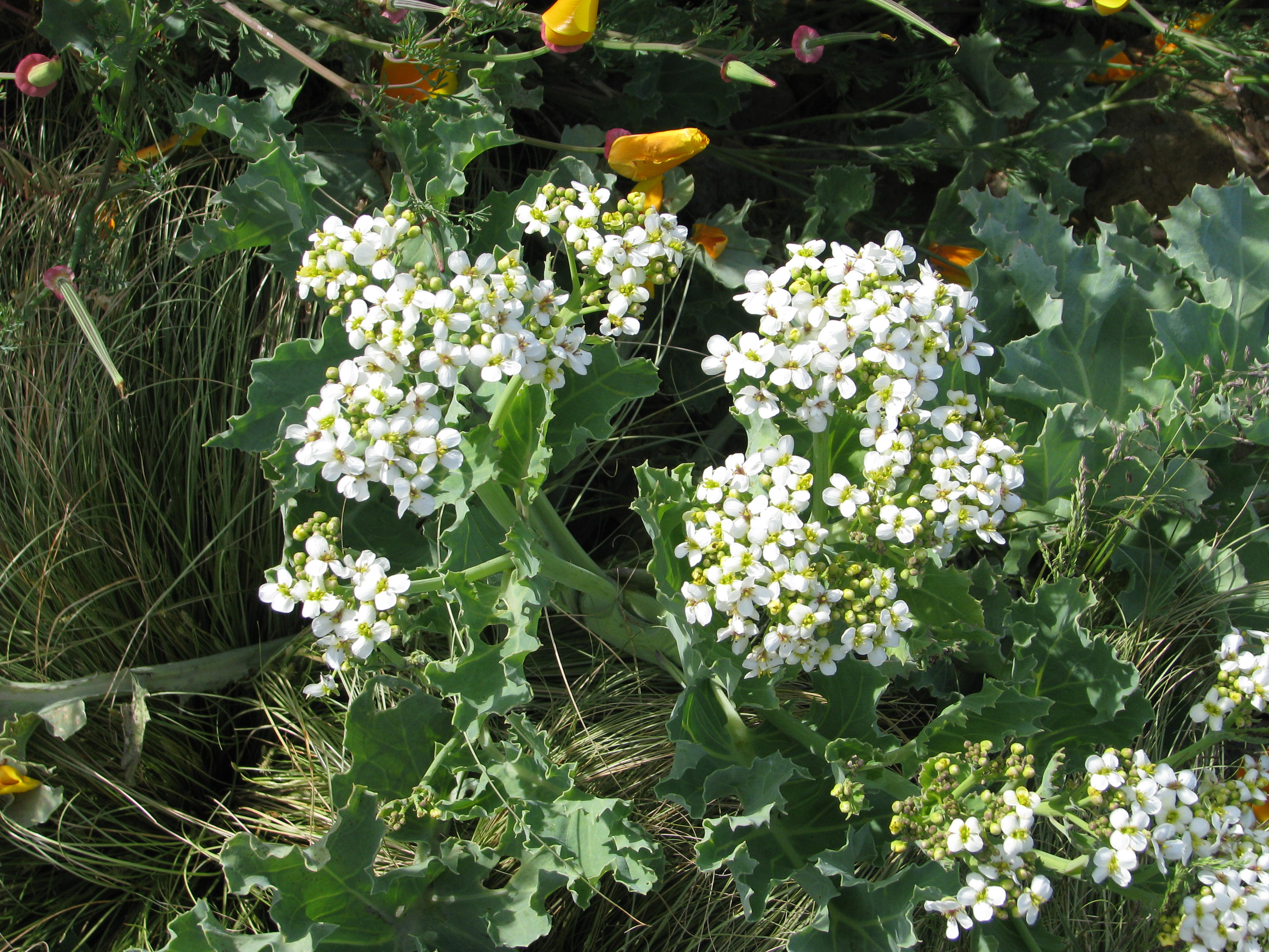 Crambe maritima (17693803934)