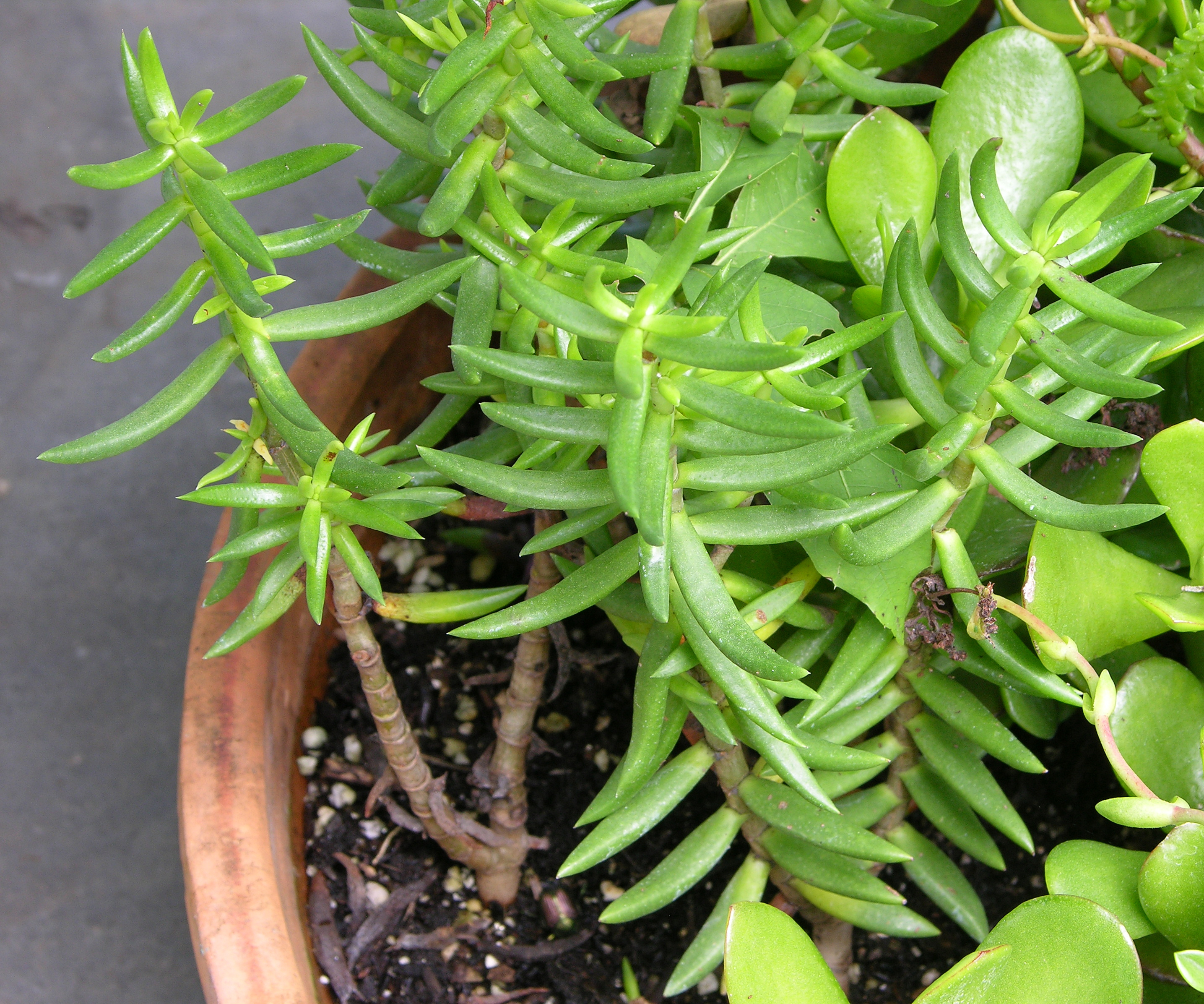 Crassula tetragona Plants 2871px
