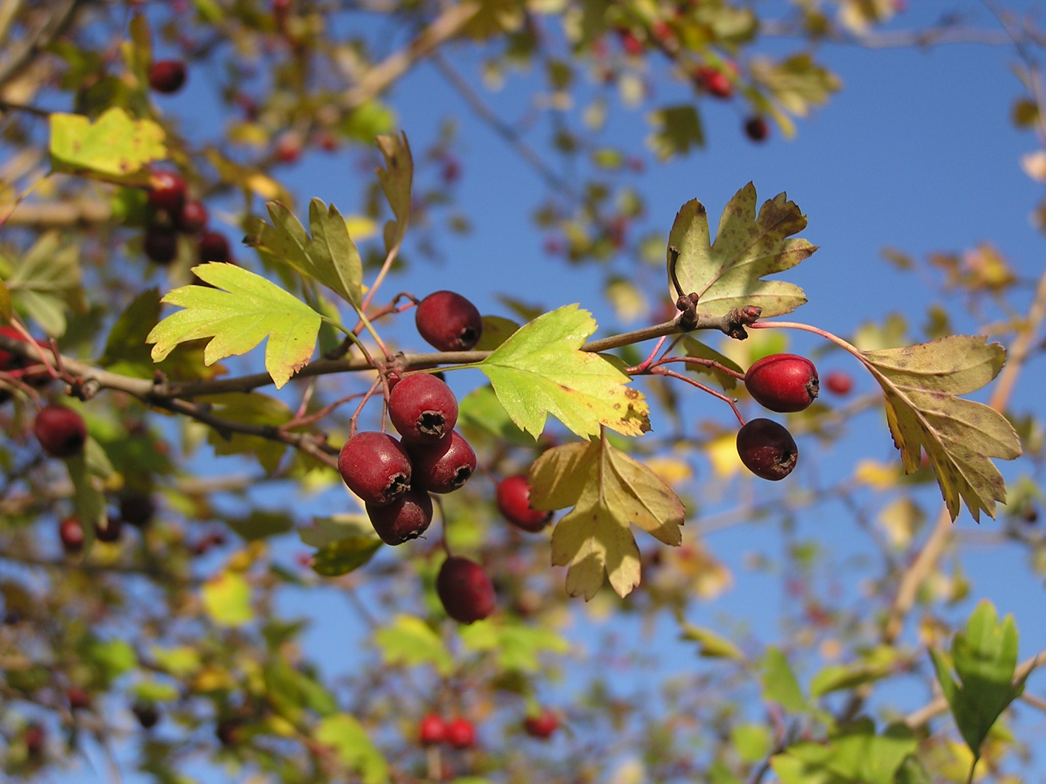 Crataegus monogyna 2