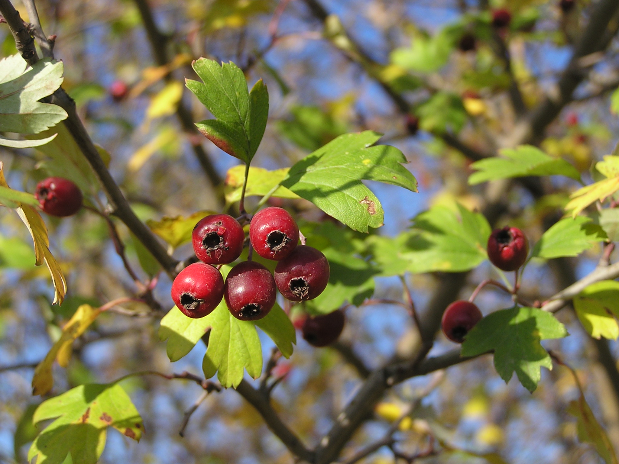 Crataegus monogyna 3