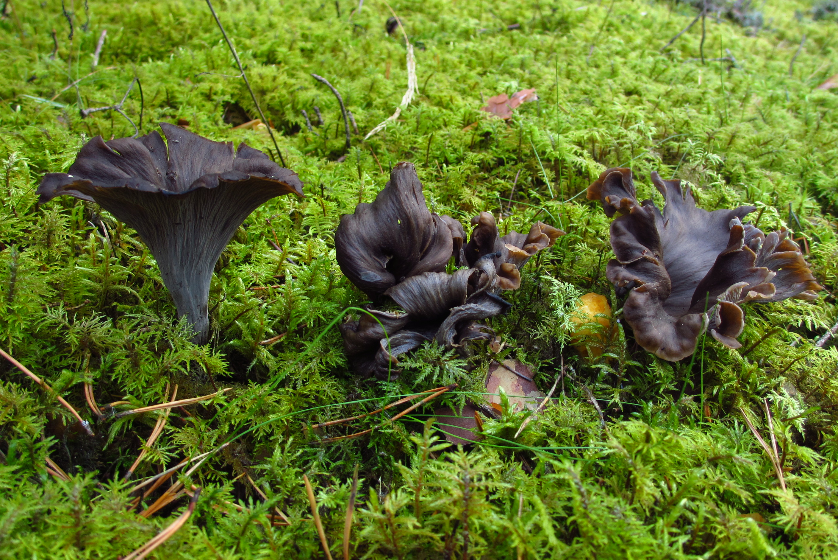 Craterellus cornucopioides Eestis