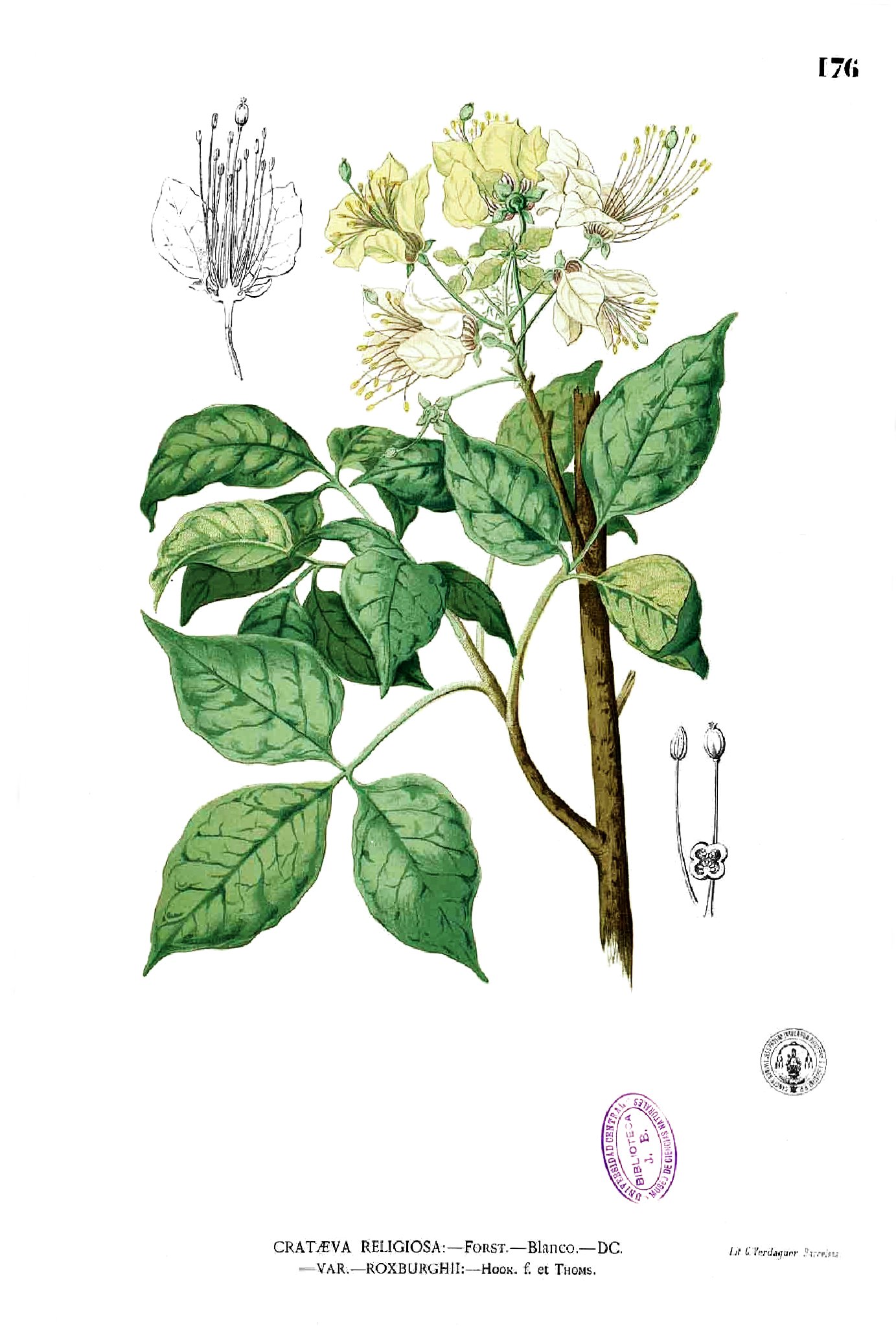Crateva religiosa Blanco1.176