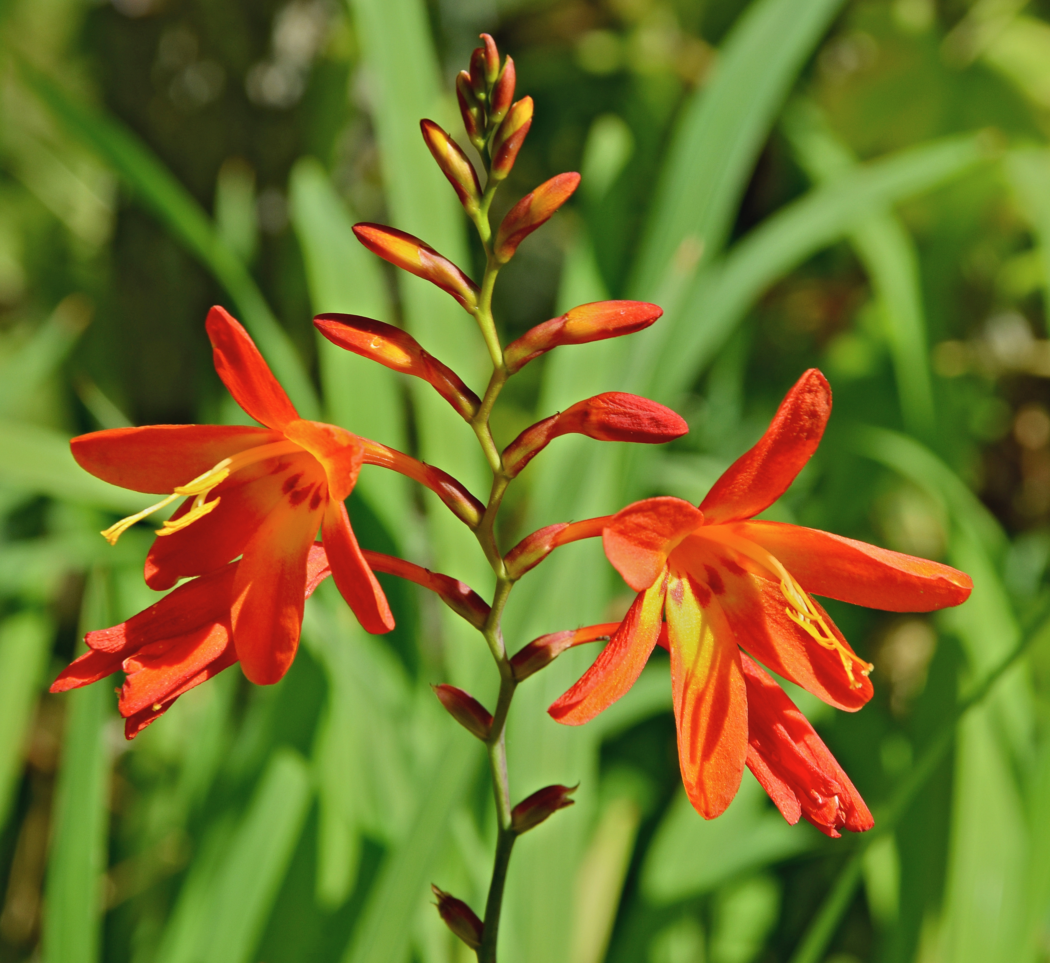 Crocosmia FR 2013