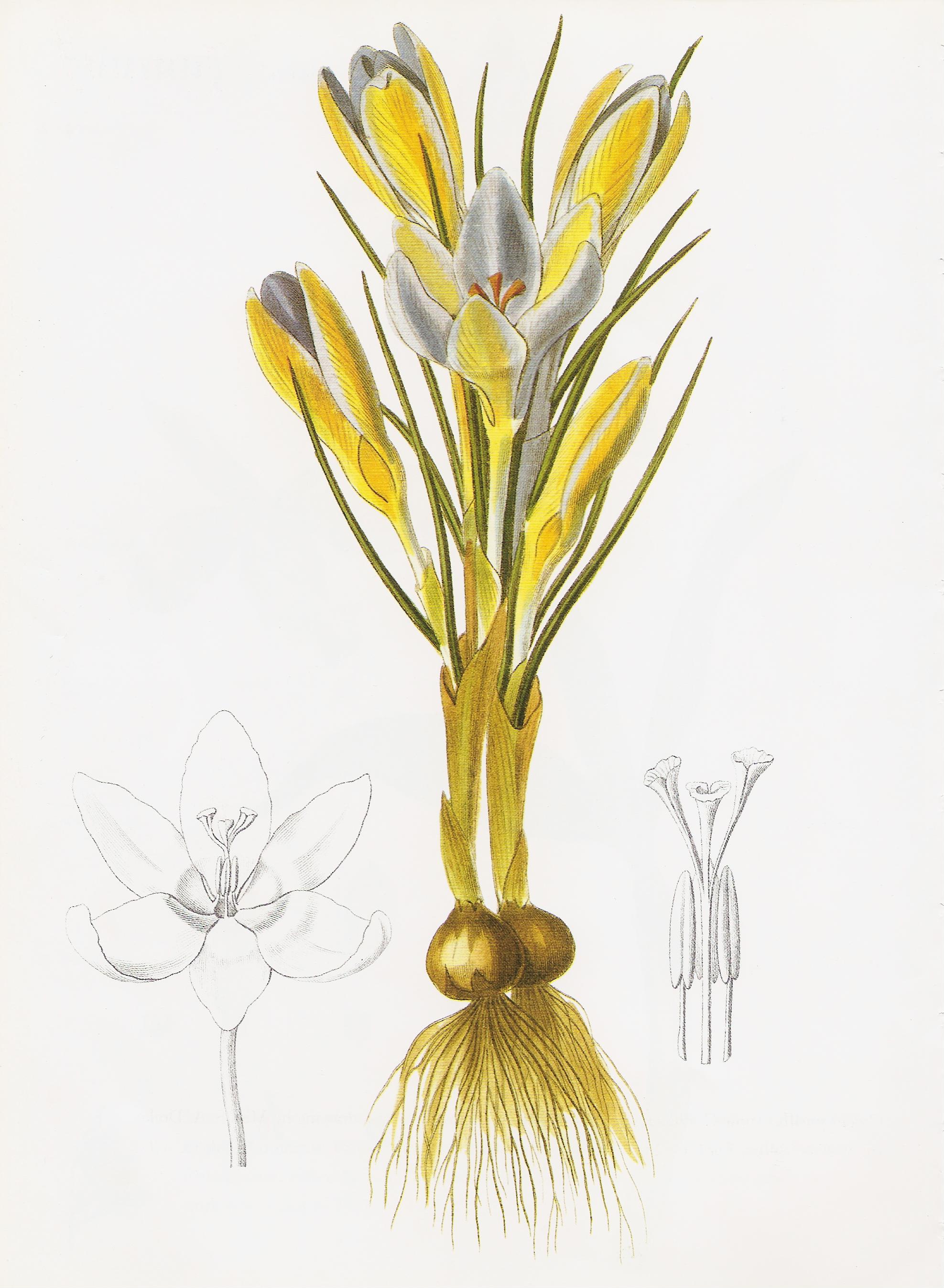 Crocus biflorus RHS