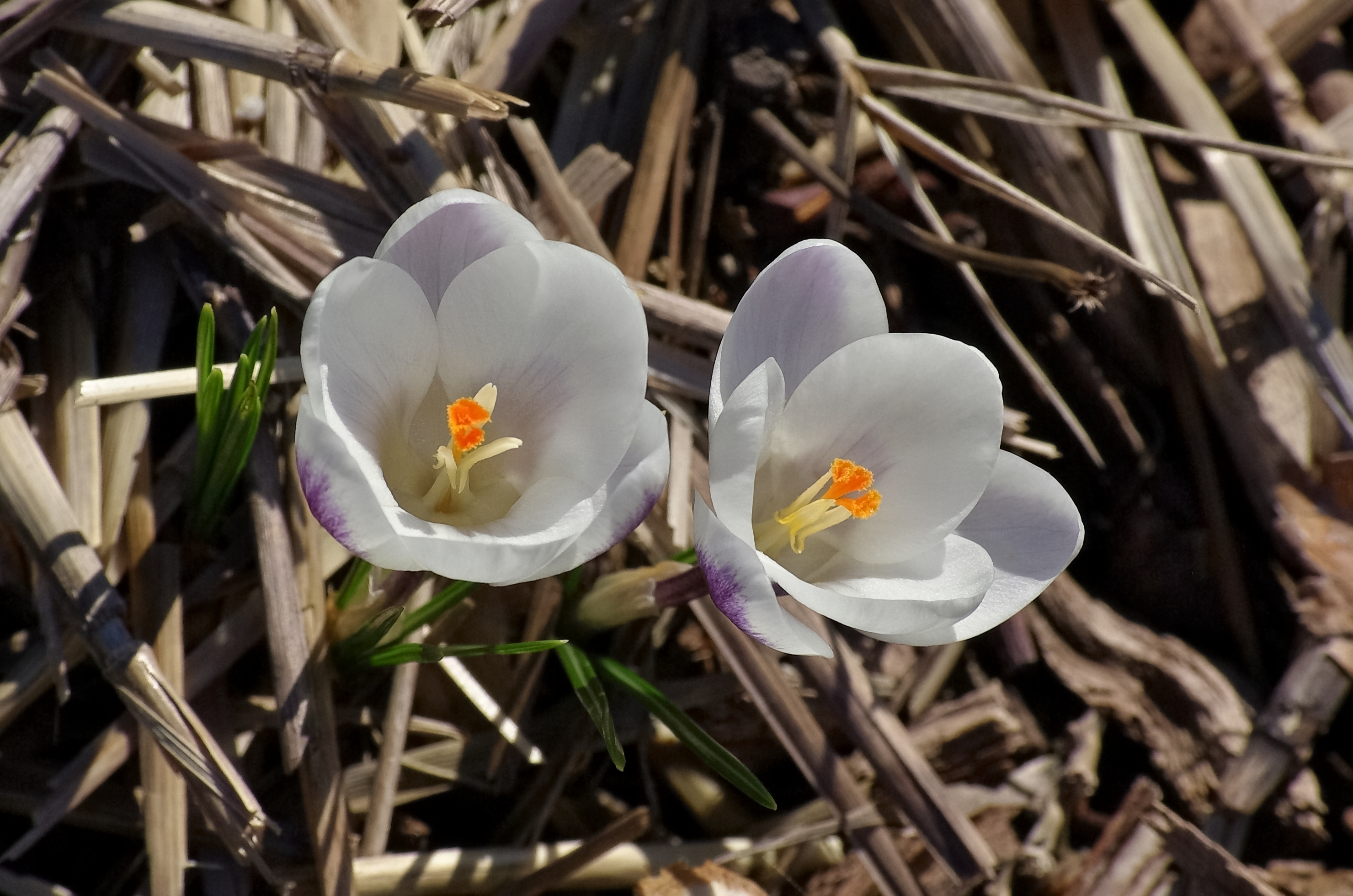 Crocus blancs FR 2013CA