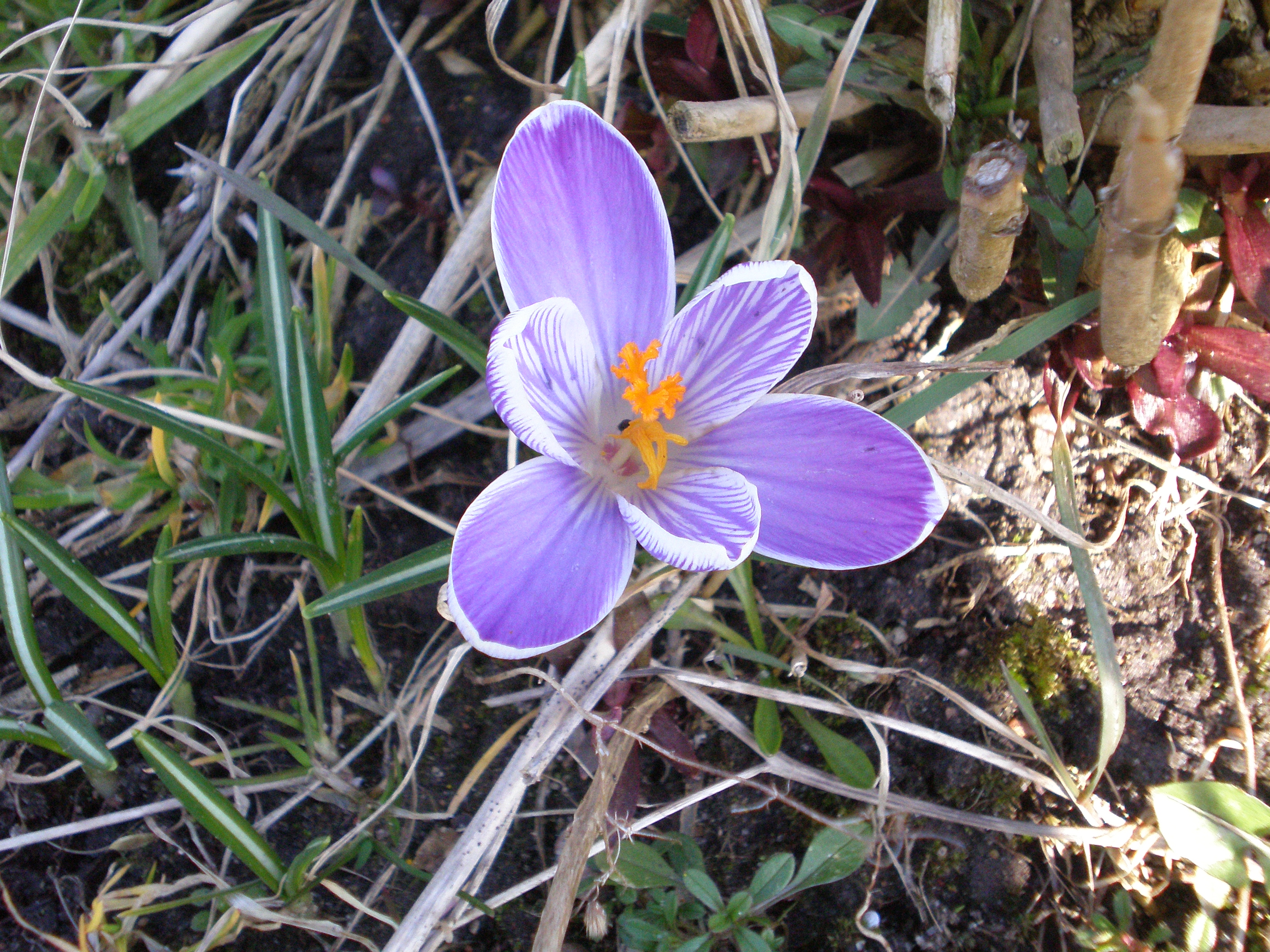 Crocus hybrida001