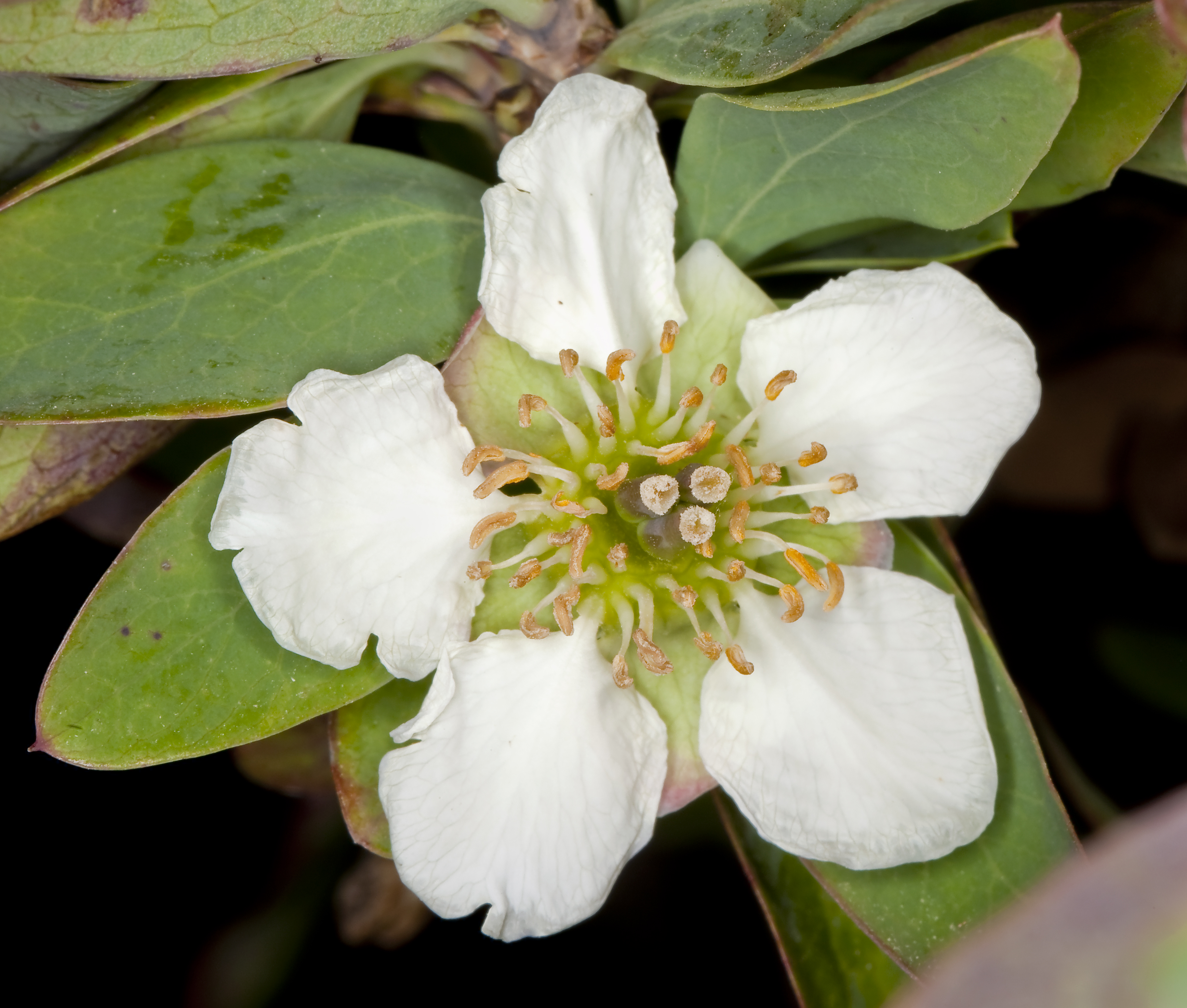 Crossosoma californicum (California rockflower) (5629409394)