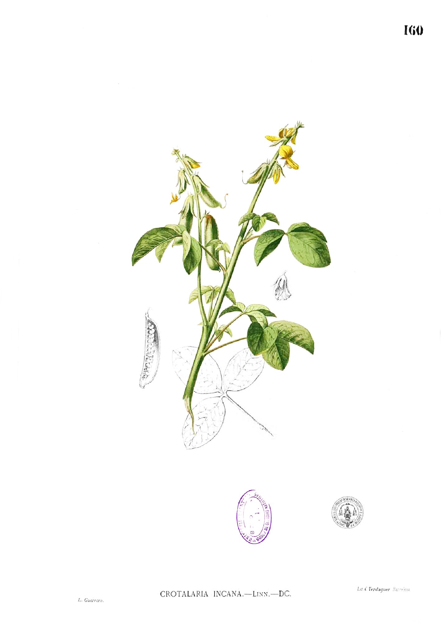 Crotalaria incana Blanco1.160