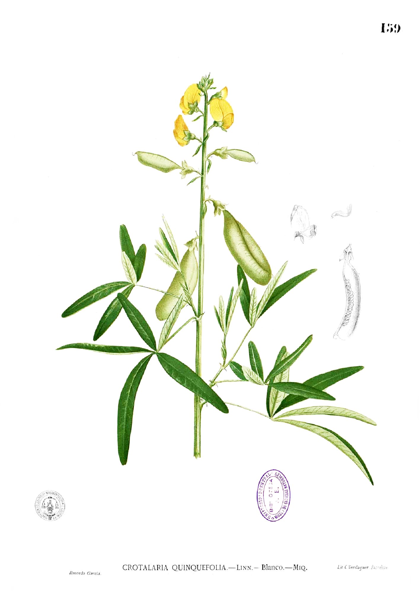 Crotalaria quinquefolia Blanco1.159