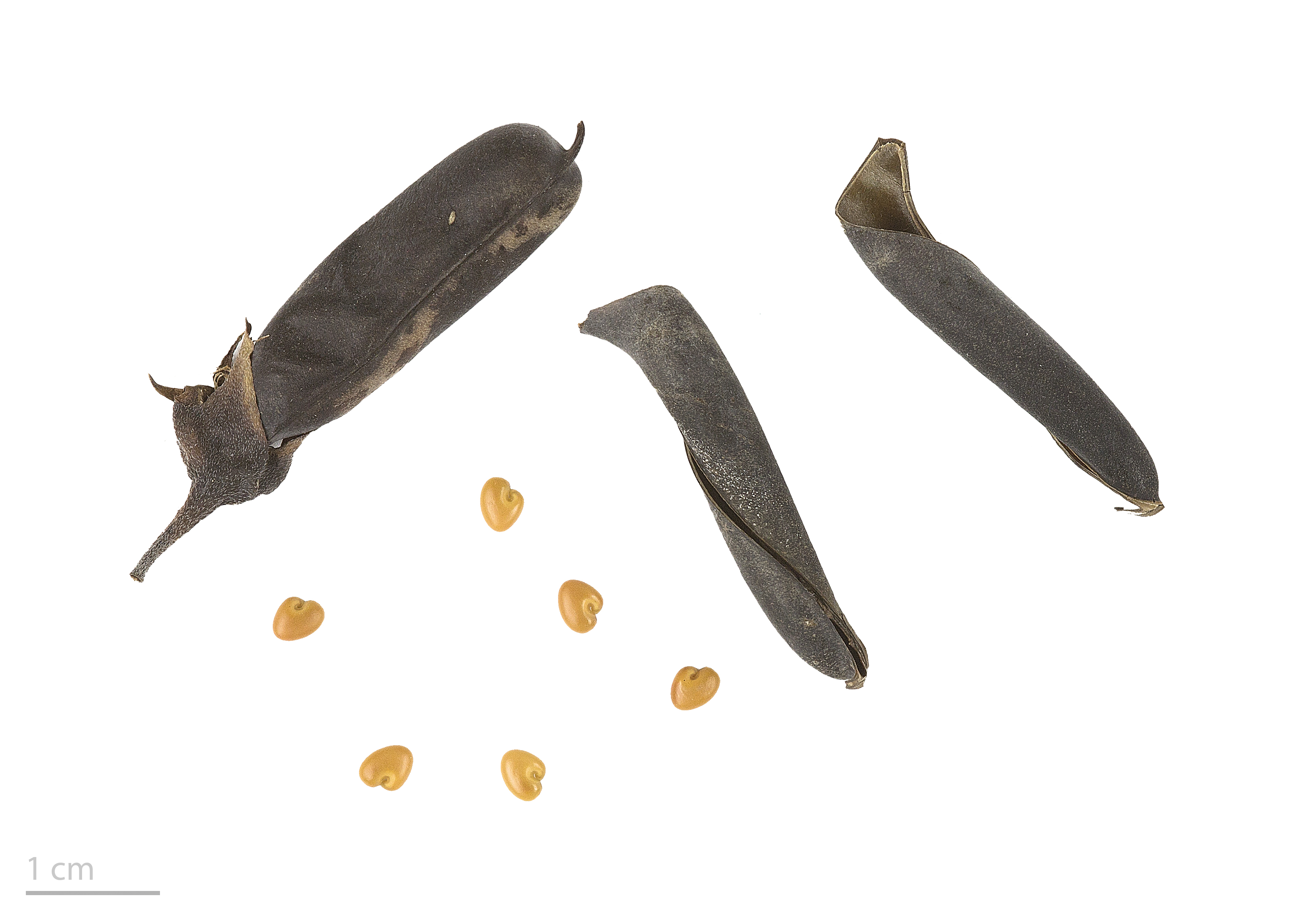 Crotalaria retusa MHNT.BOT.2016.24.59