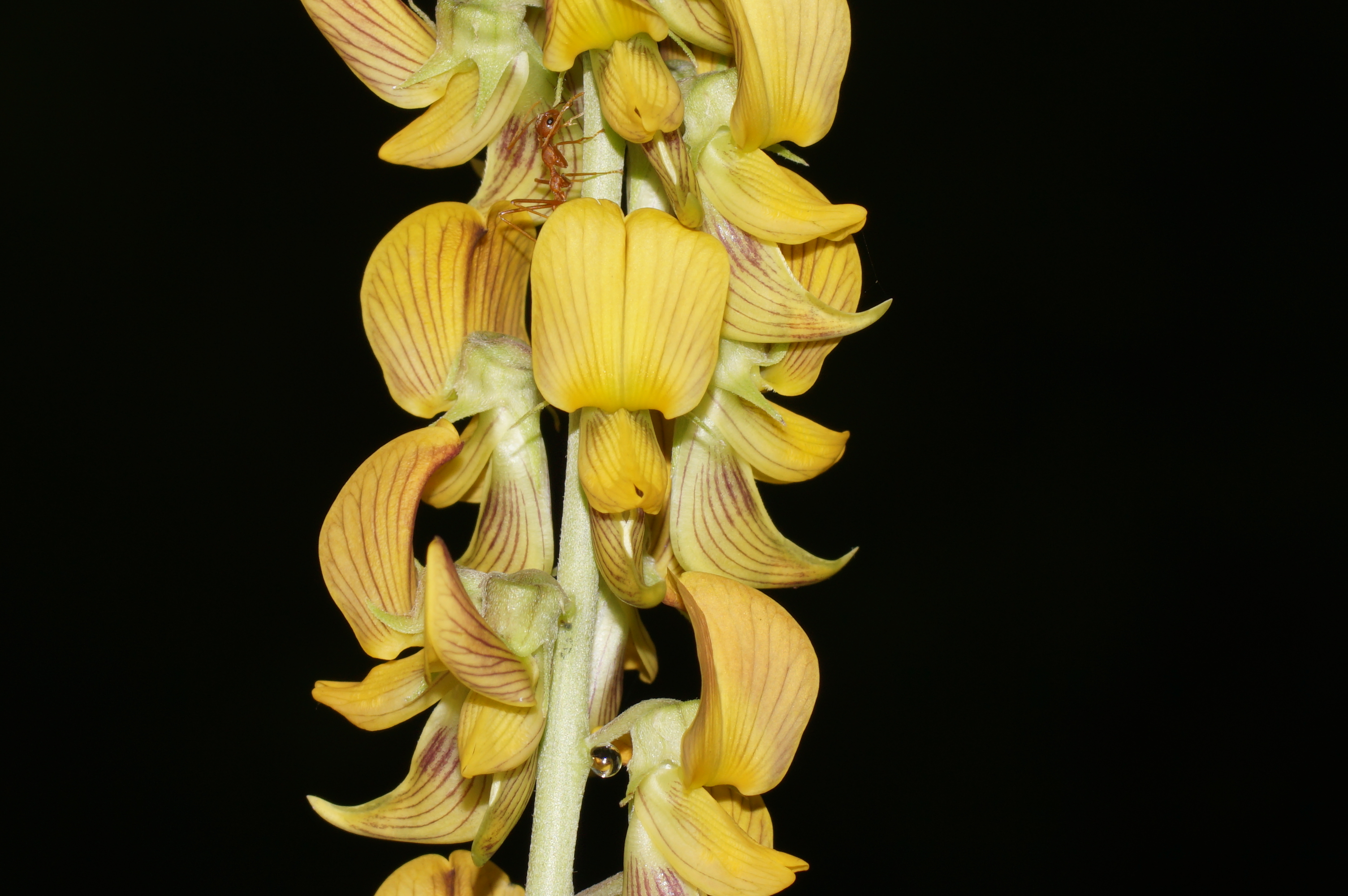 Crotalaria striata 07342
